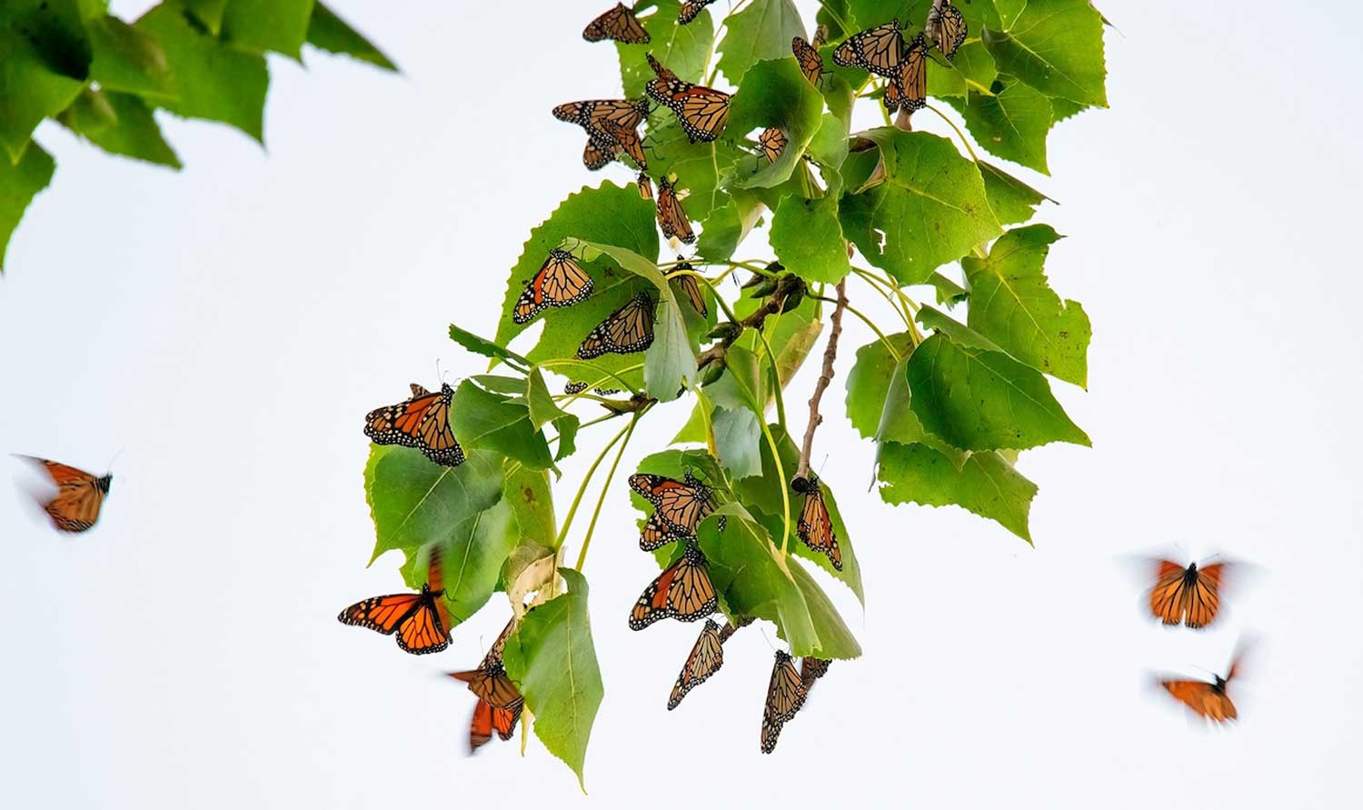 More than 20 monarchs gathered on the leaves of a tree, with other monarchs flying nearby.