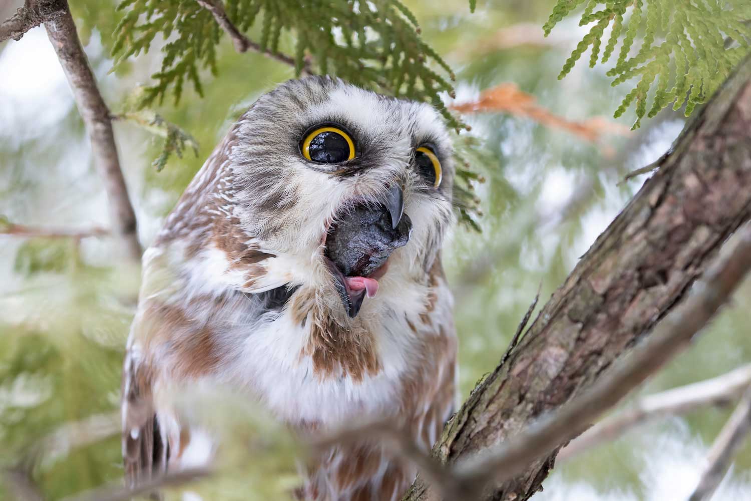 An owl regurgitating a pellet while perched in a tree.