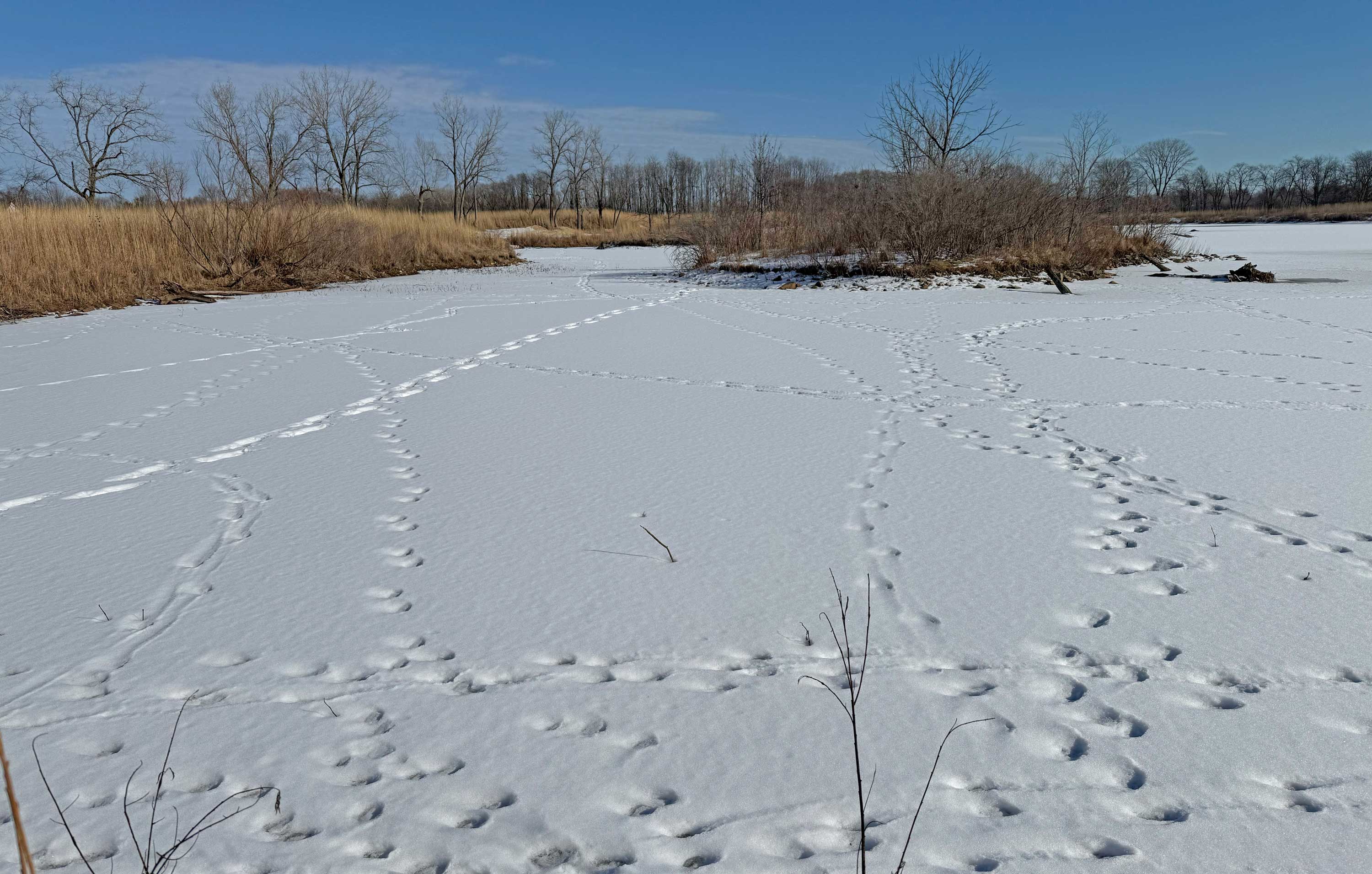 A frozen pond covered with animal tracks.