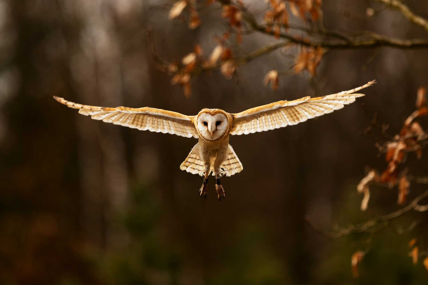 A barn owl flying with its wings extended.