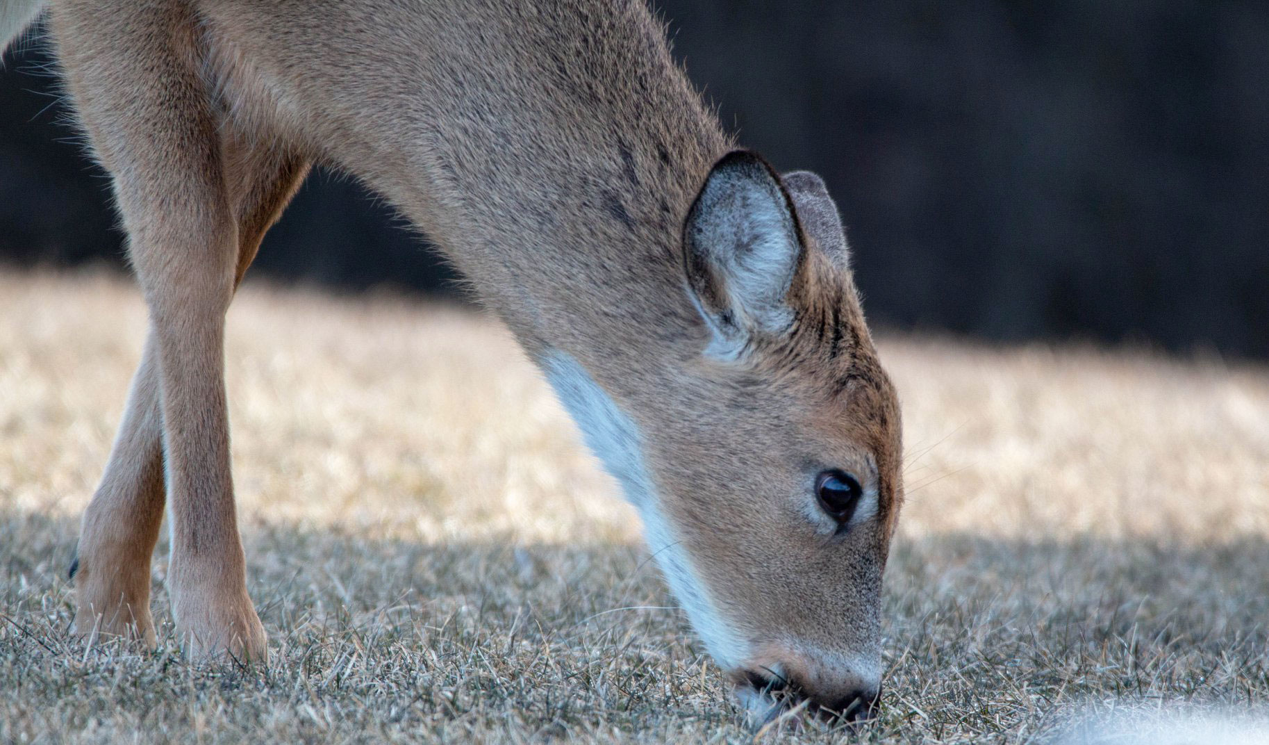A deer eating grass.