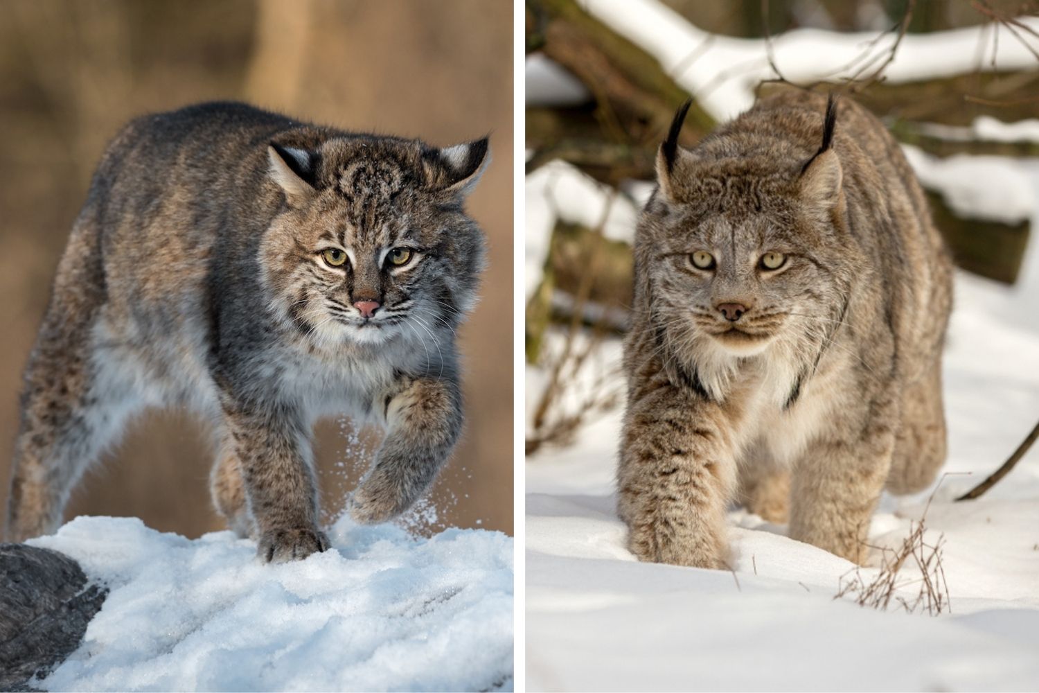 A side-by-side comparison of a bobcat and a lynx. Both cats are walking through snowy landscapes.