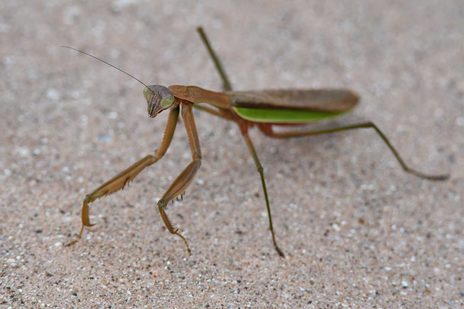 Creature feature: Praying mantis is perfectly designed for hunting 