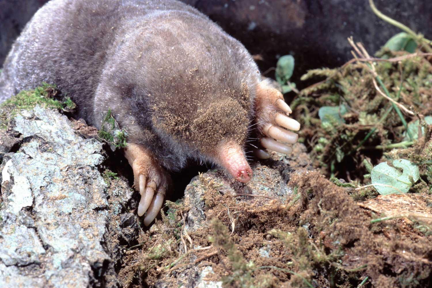 Moles are perfectly suited for their underground lifestyle