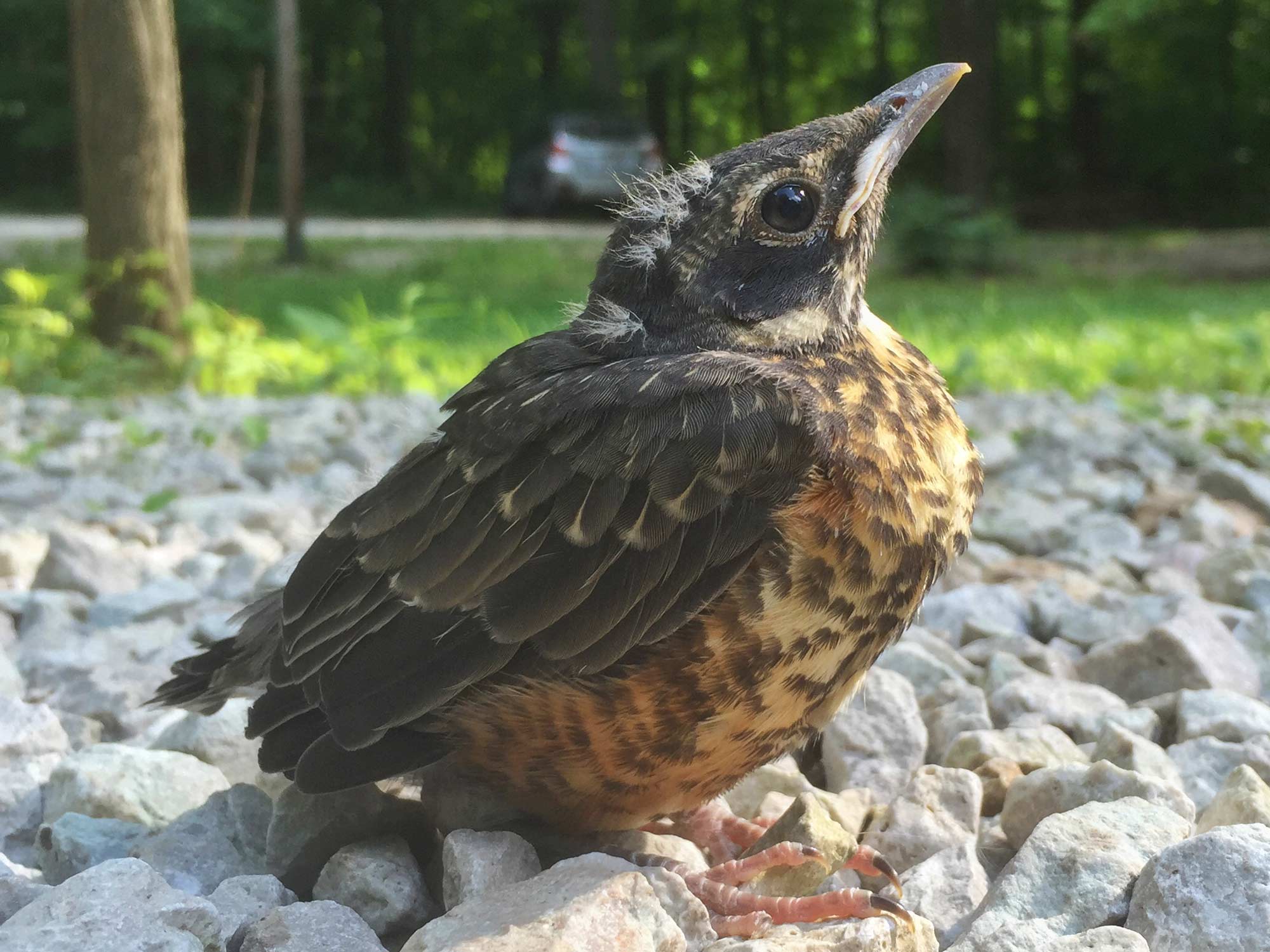 Nature Curiosity How Do Birds Learn To Fly Forest Preserve District Of Will County