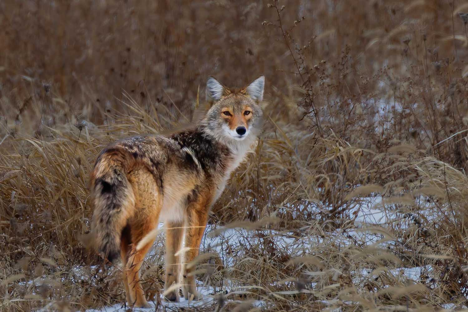 A coyote standing in a snow-covered field.