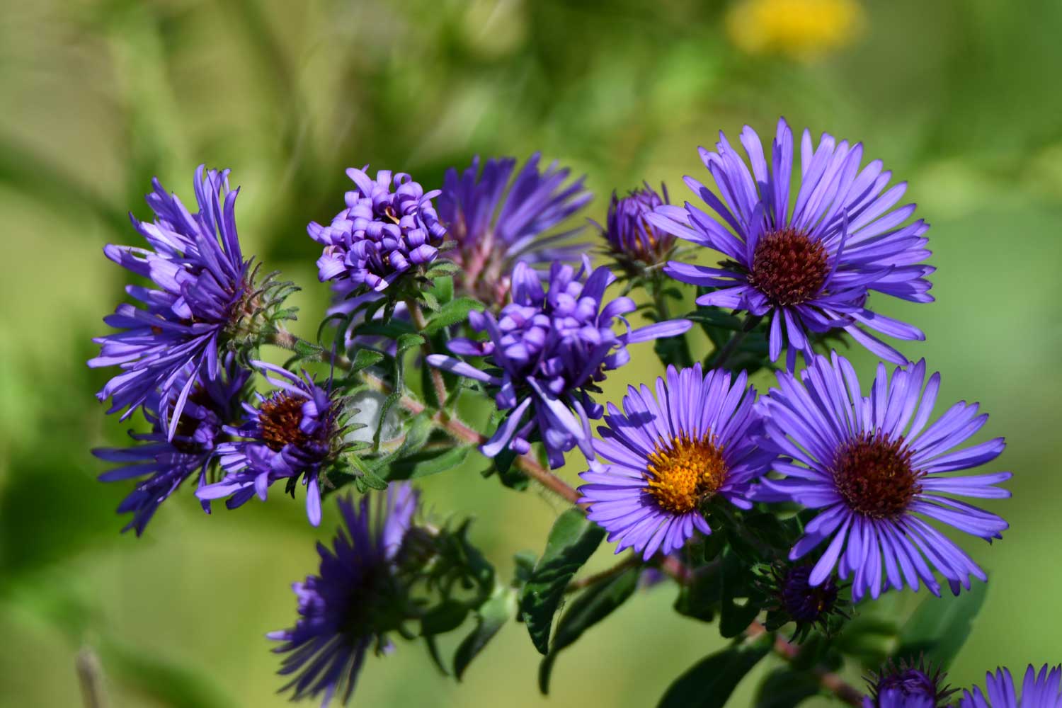New England Aster blooms.