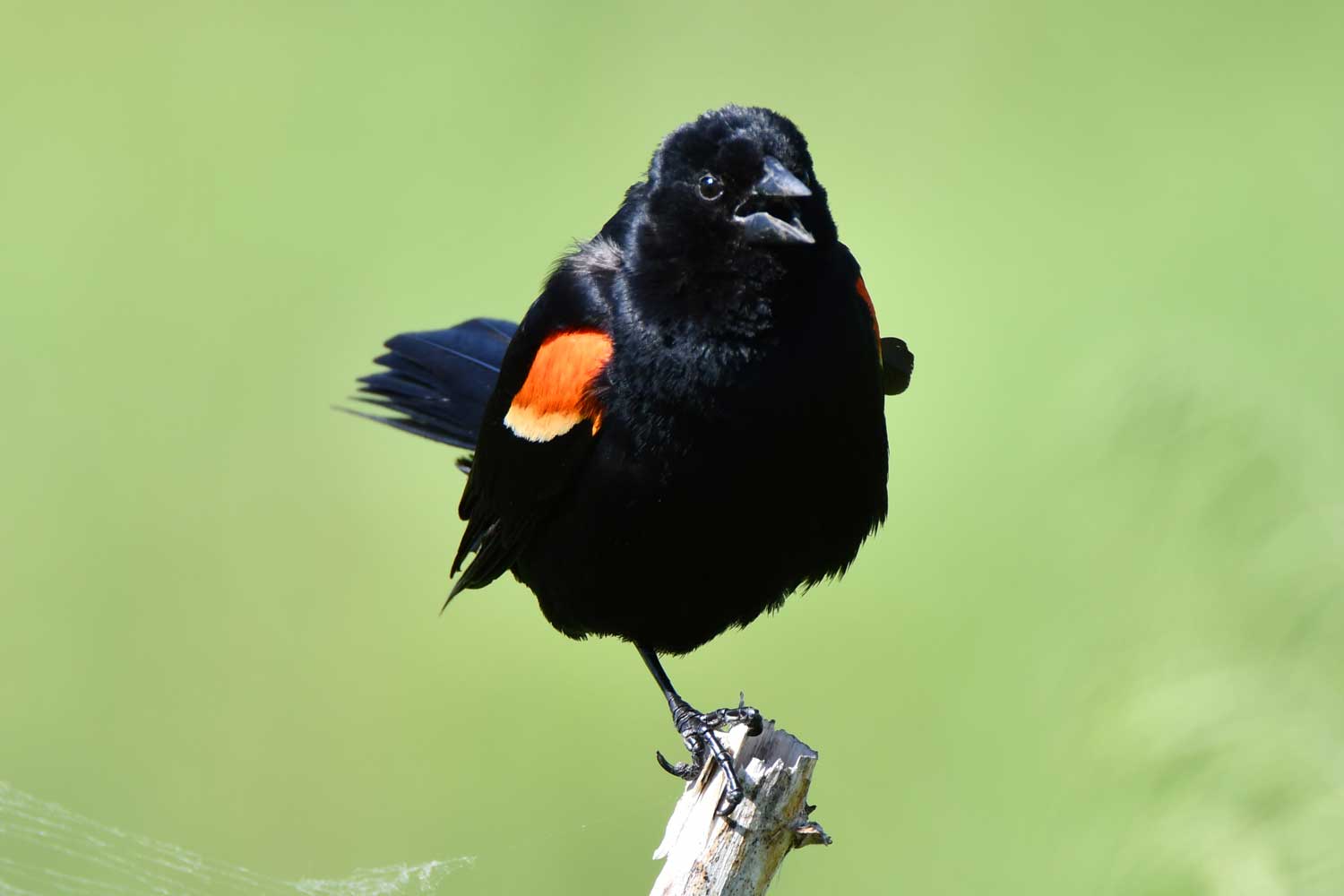 Two words perfectly describe red-winged blackbirds: Feisty and