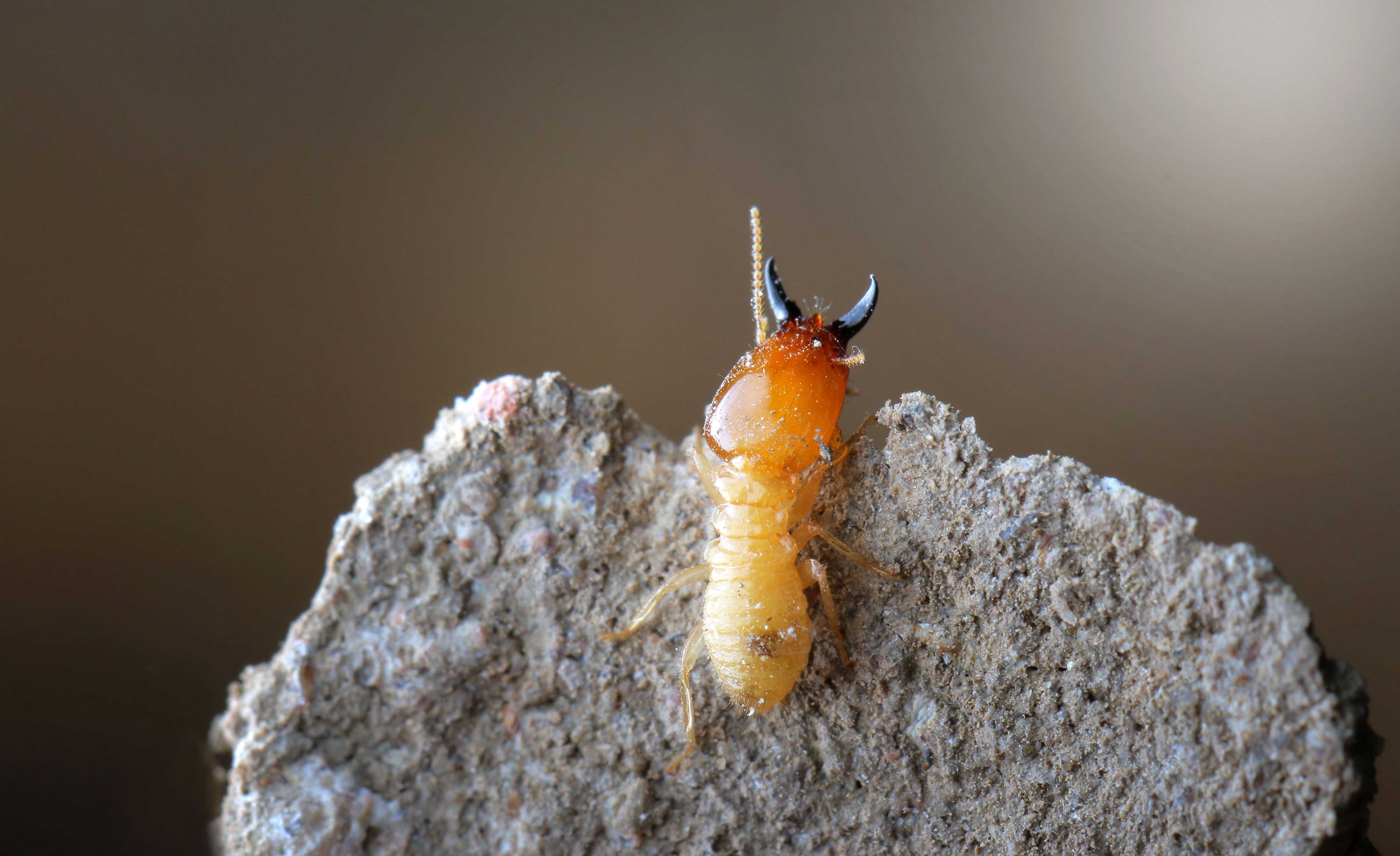 Close-up of a termite.