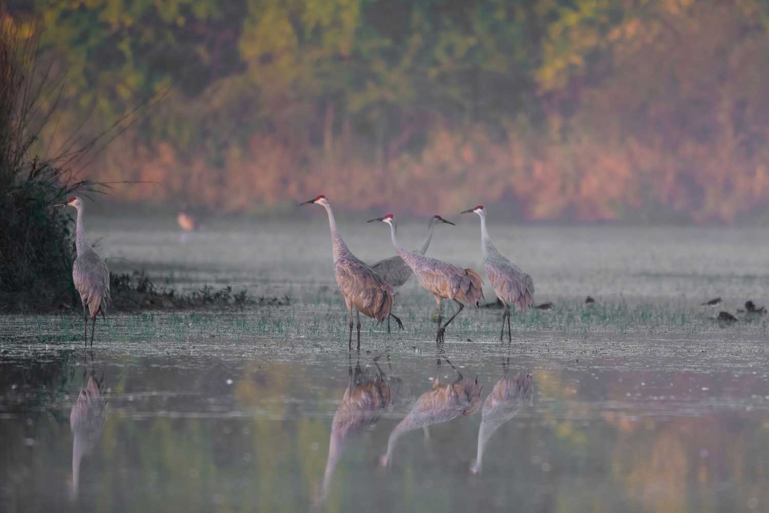 A group of five sandhill cranes standing in calm, shallow water.