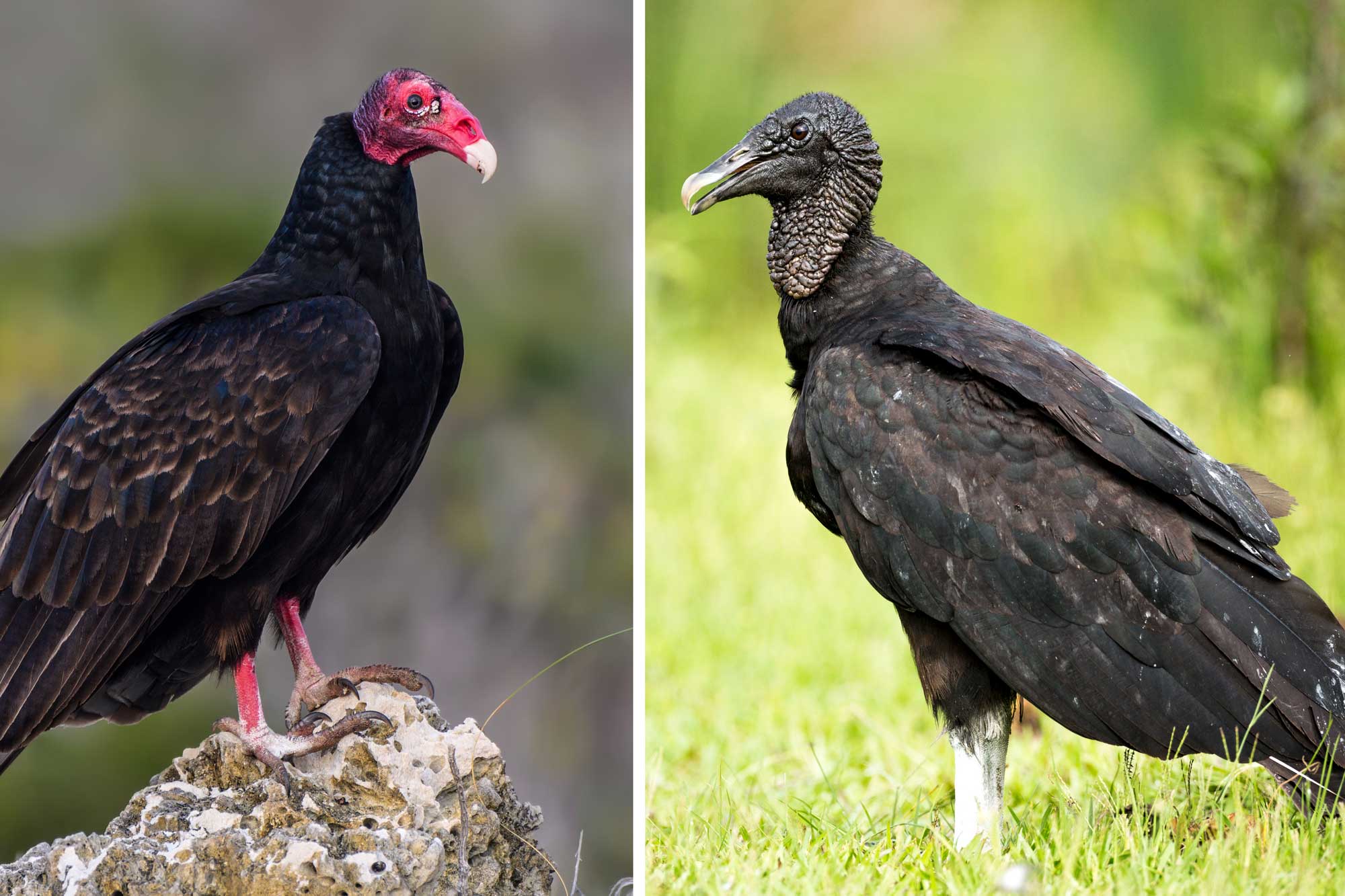 What's The Difference?: Turkey Vulture Vs. Black Vulture | Forest ...