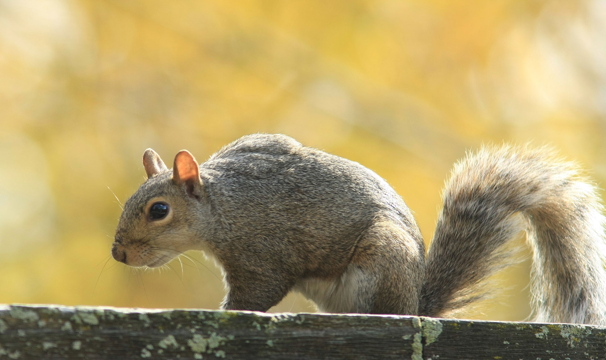 Closeup of an eastern gray squirrel.