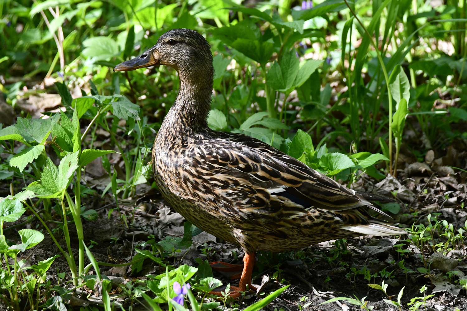 Female mallard standing in tall grasses.