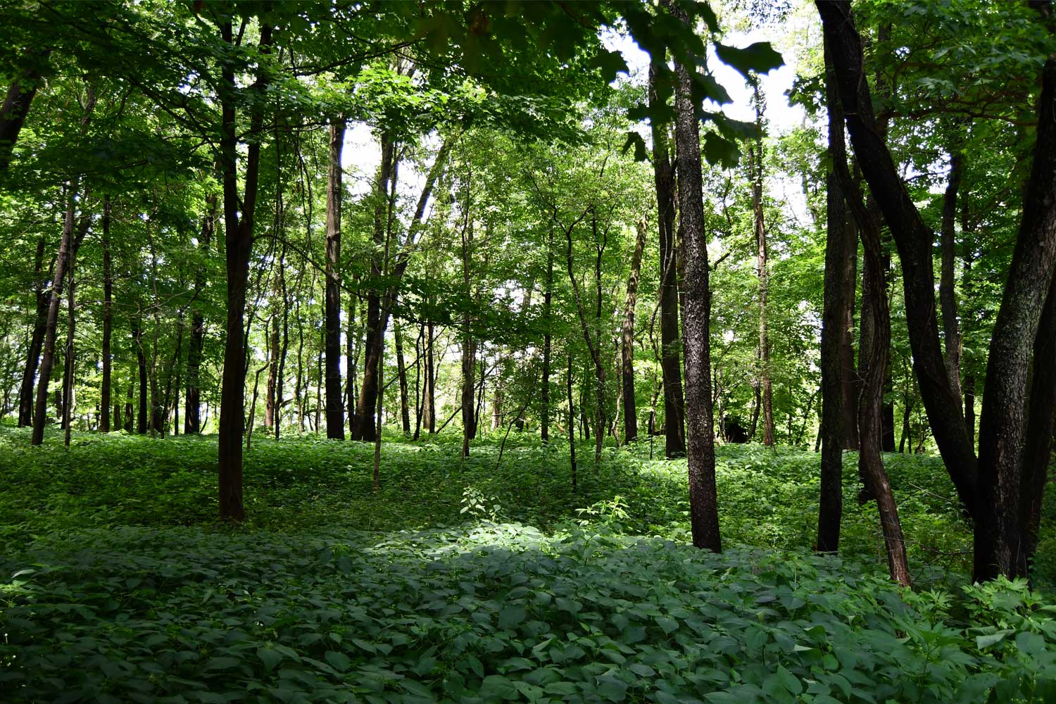 Grasses and trees next to a trail.