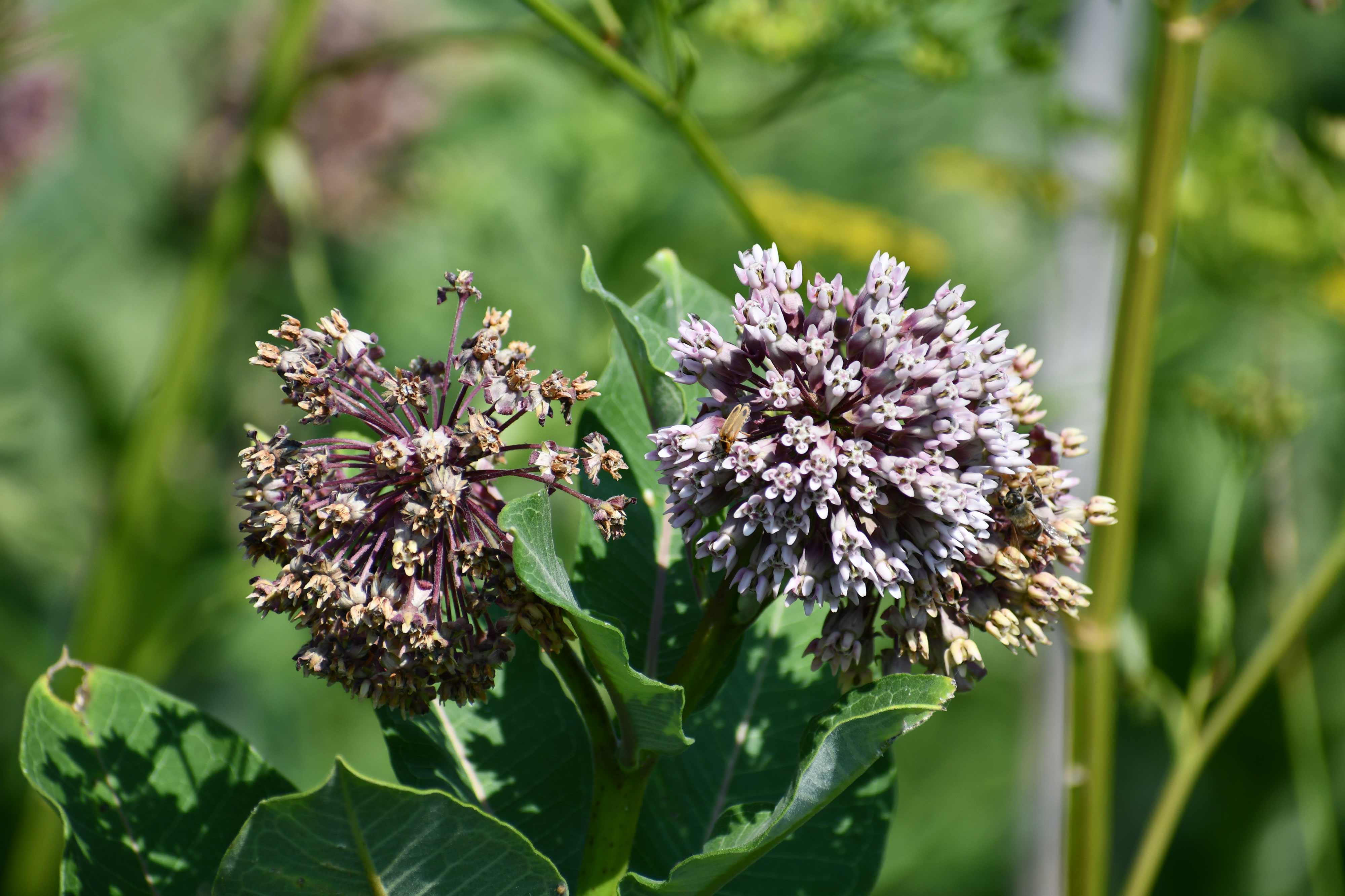 The pinkish buds of common milkweed are seen in this photo.