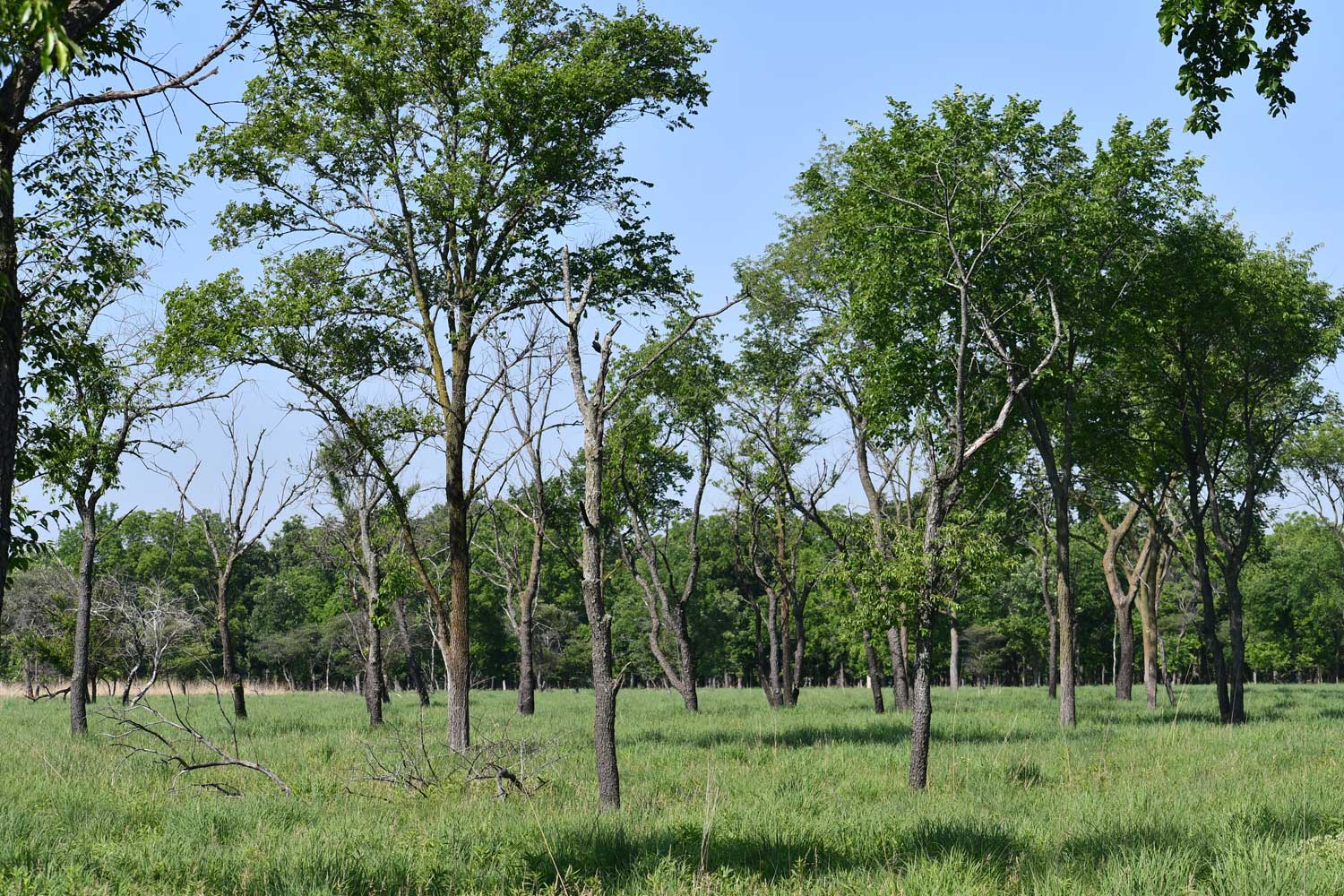 Trees in a field.