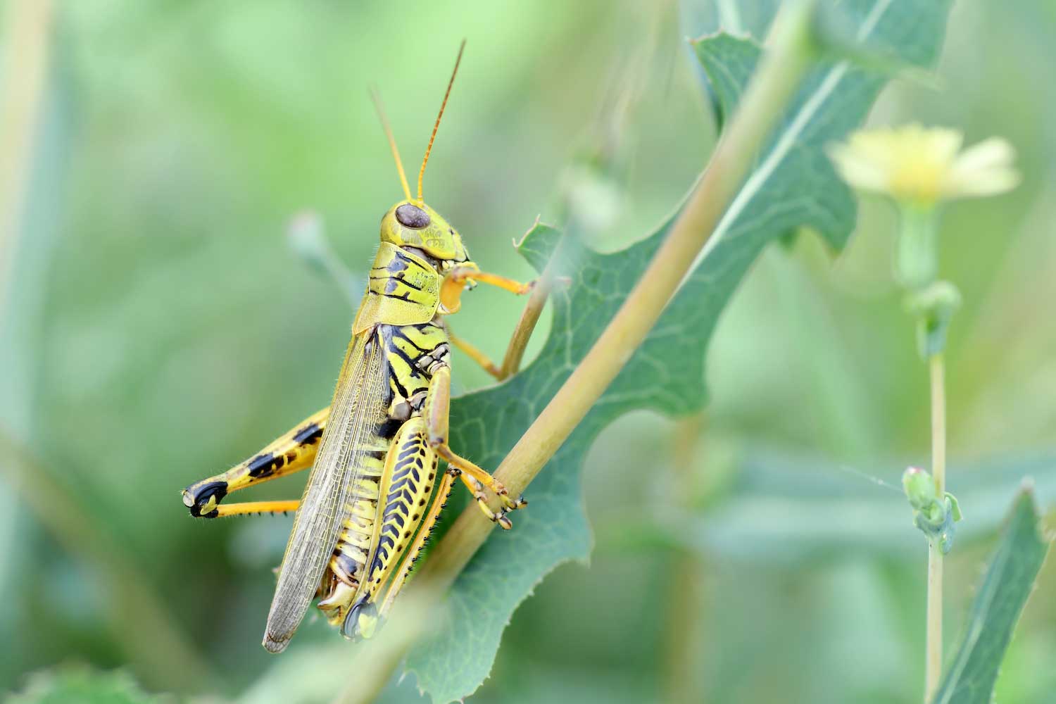 A grasshopper on a plant stem.