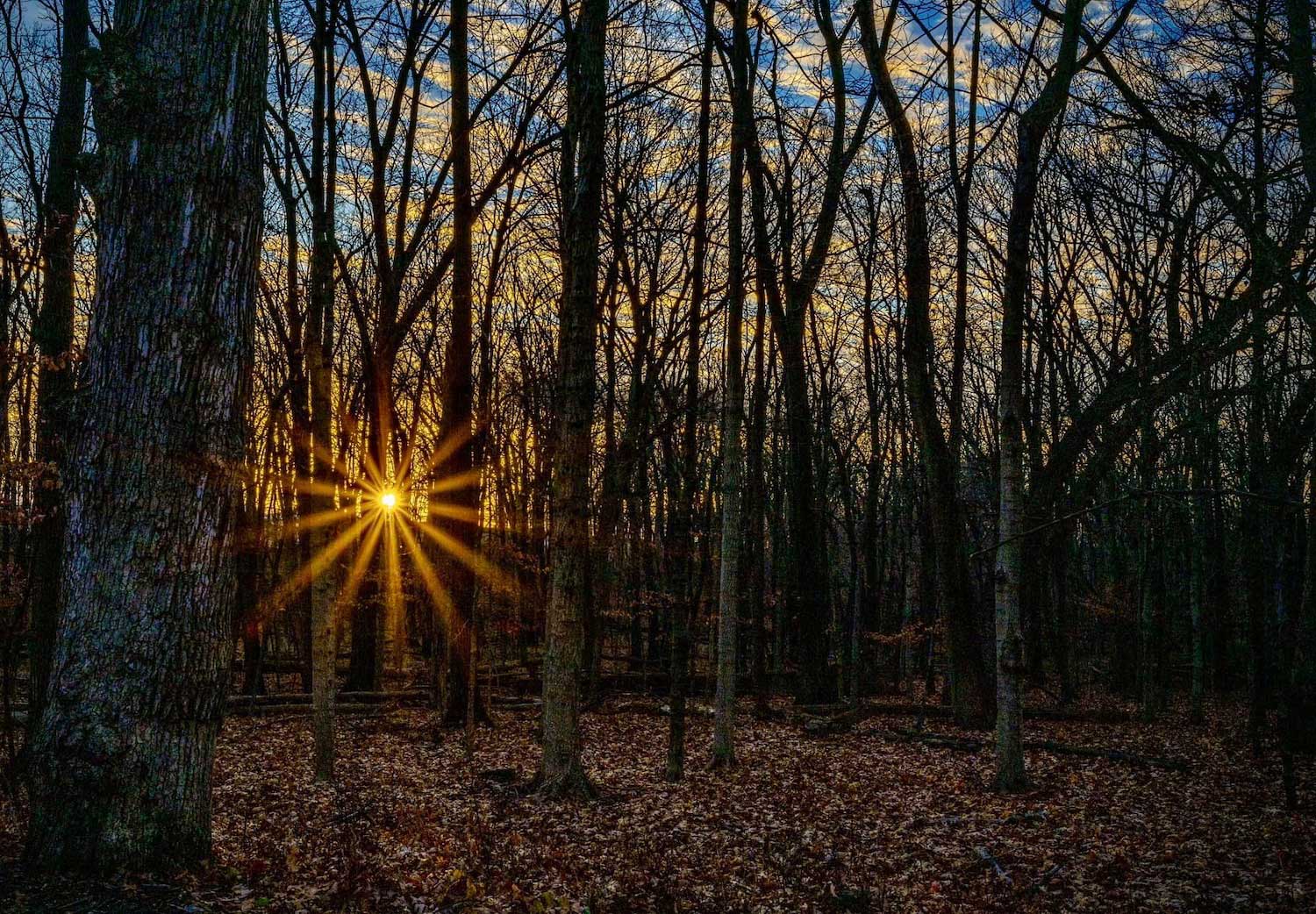 Rays of sunlight peeking through tree trunks during sunset. 