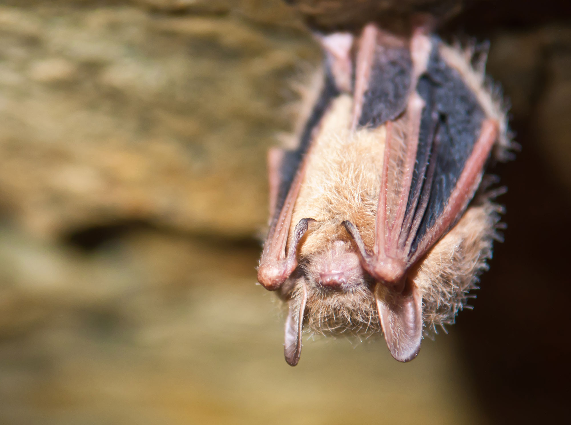 A tri-colored bat.