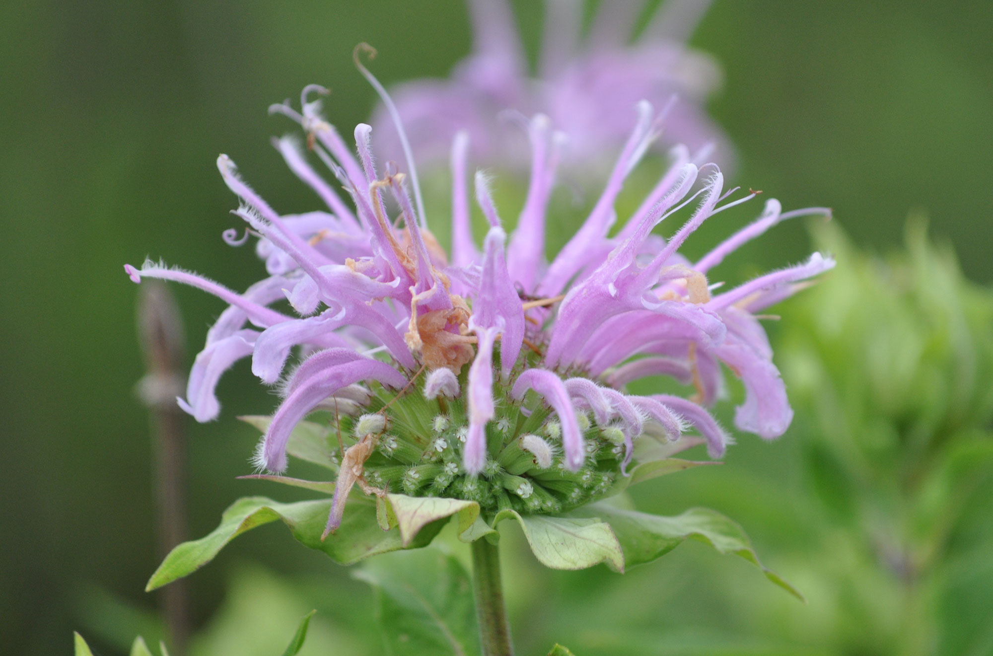 Closeup of wild bergamot.