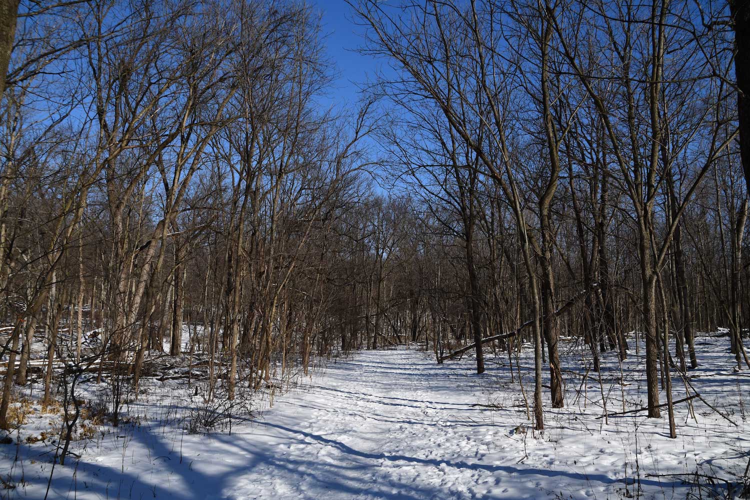 A snow-covered trail lined by bare trees.