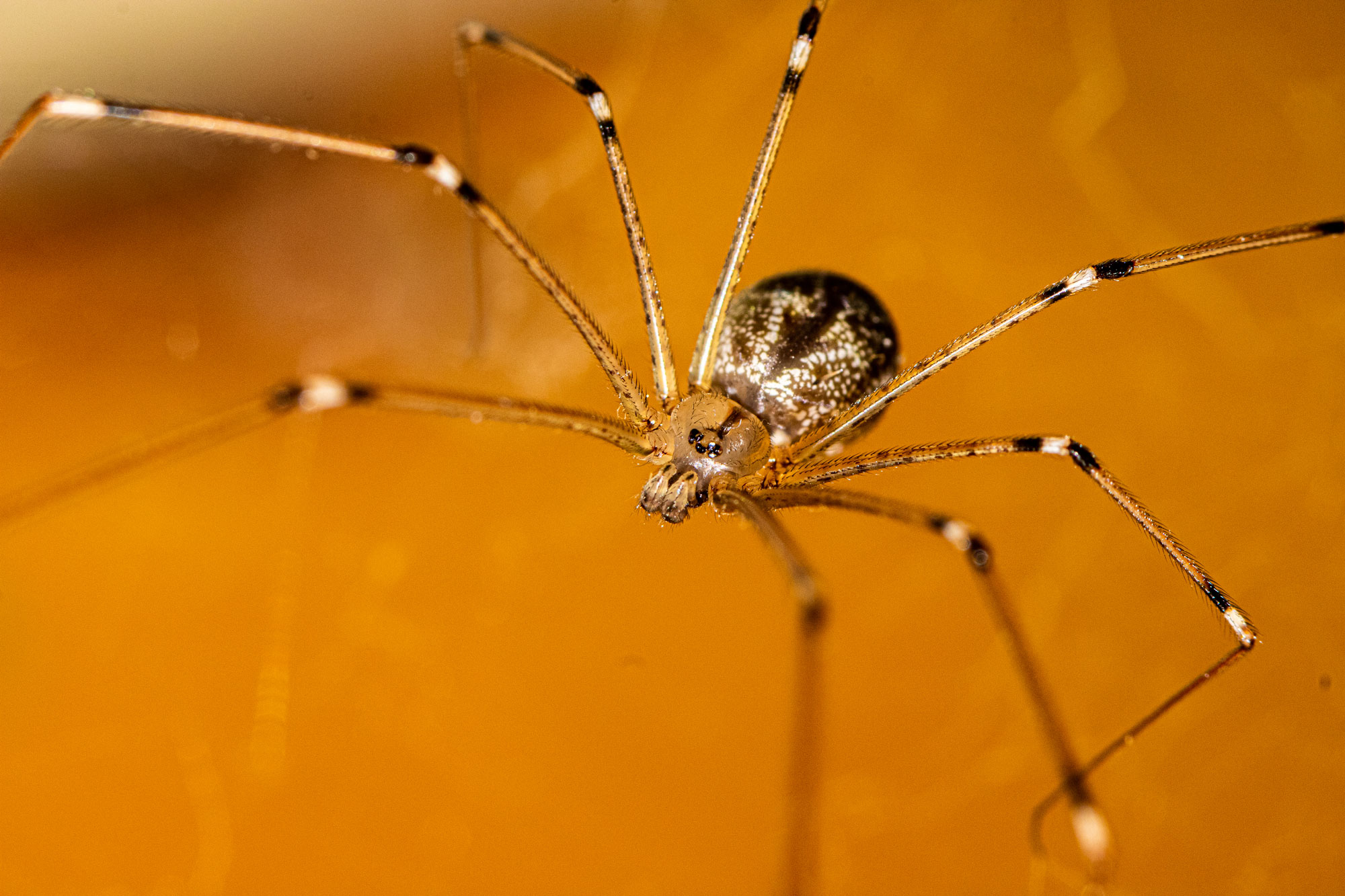 long body vs short bodied cellar spiders