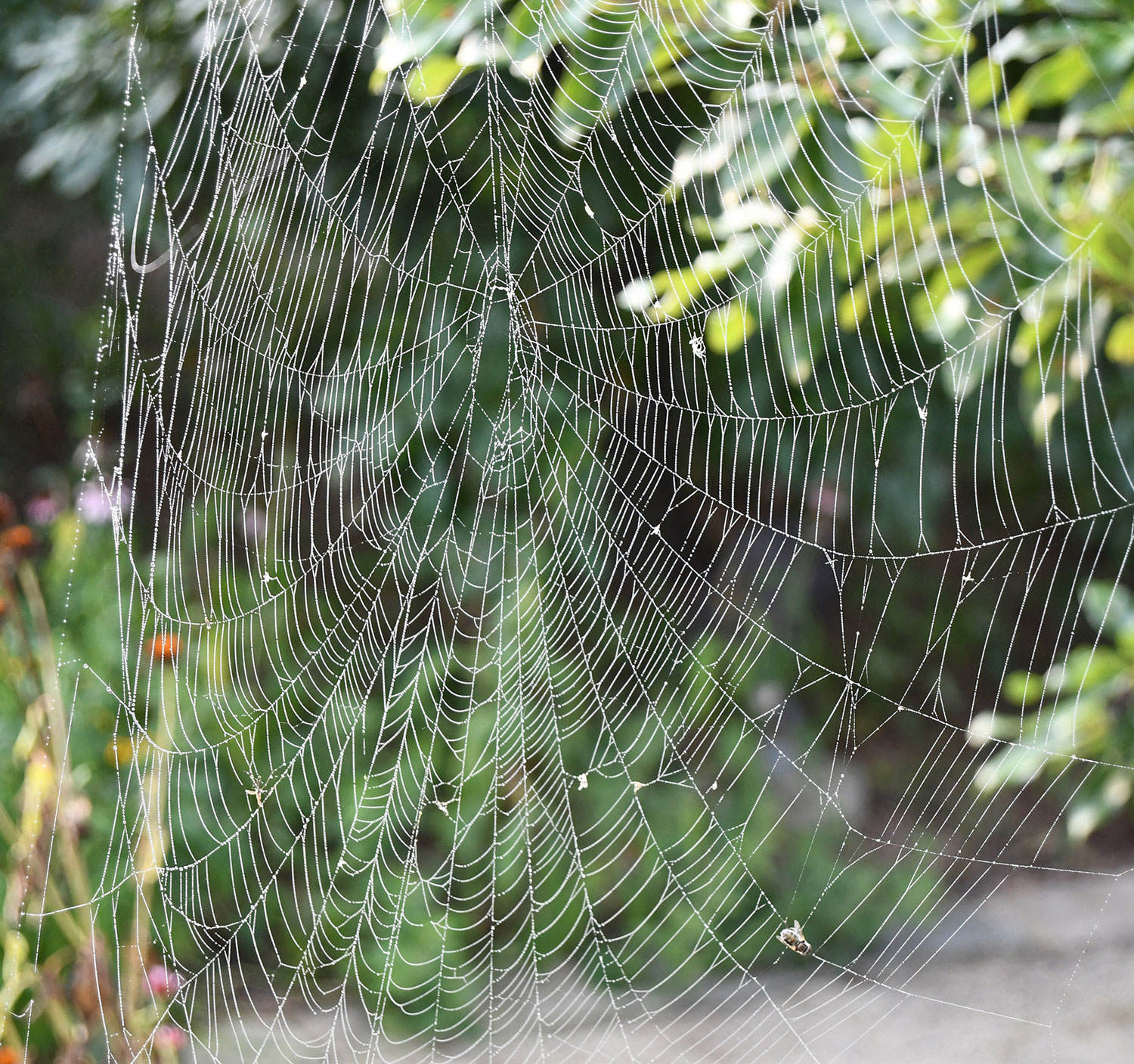 Nature curiosity How do spiders make silk Forest Preserve