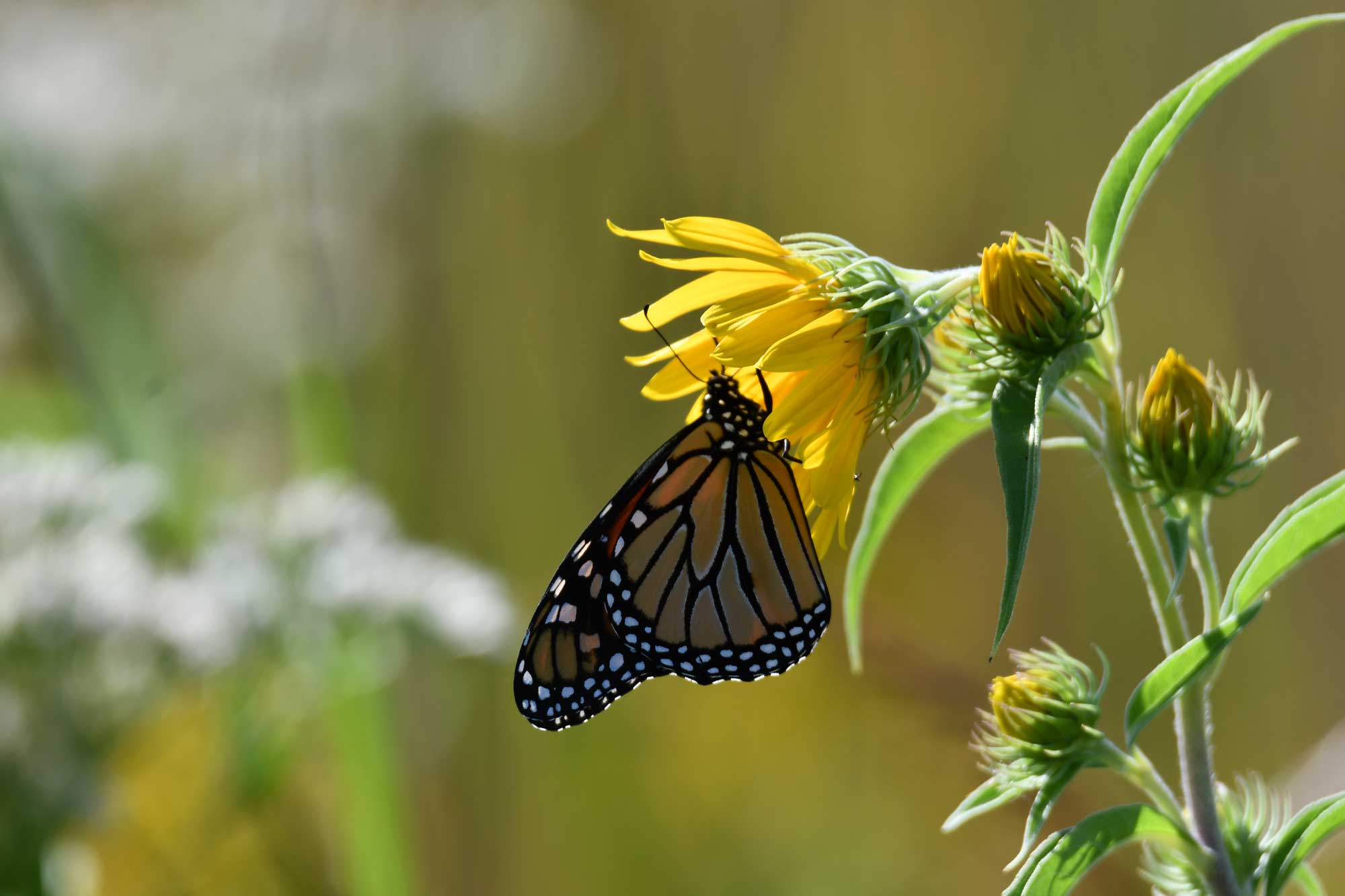 A monarch butterfly at rest on a yellow flower. 