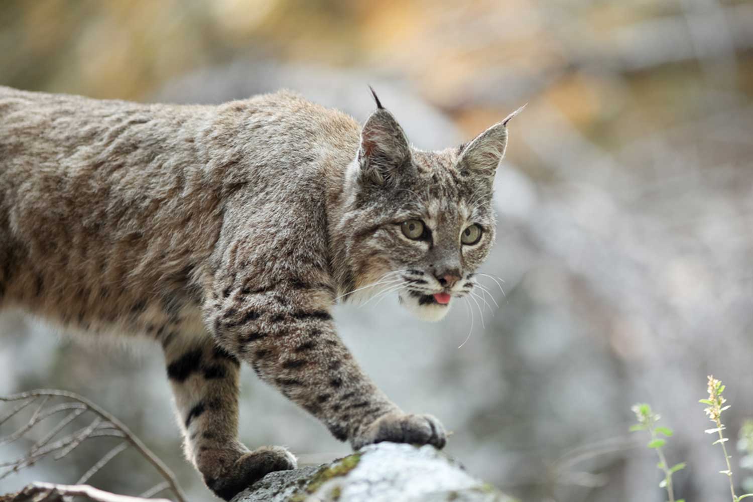 Five Facts About Stealthy, Solitary Bobcats | Forest Preserve District ...