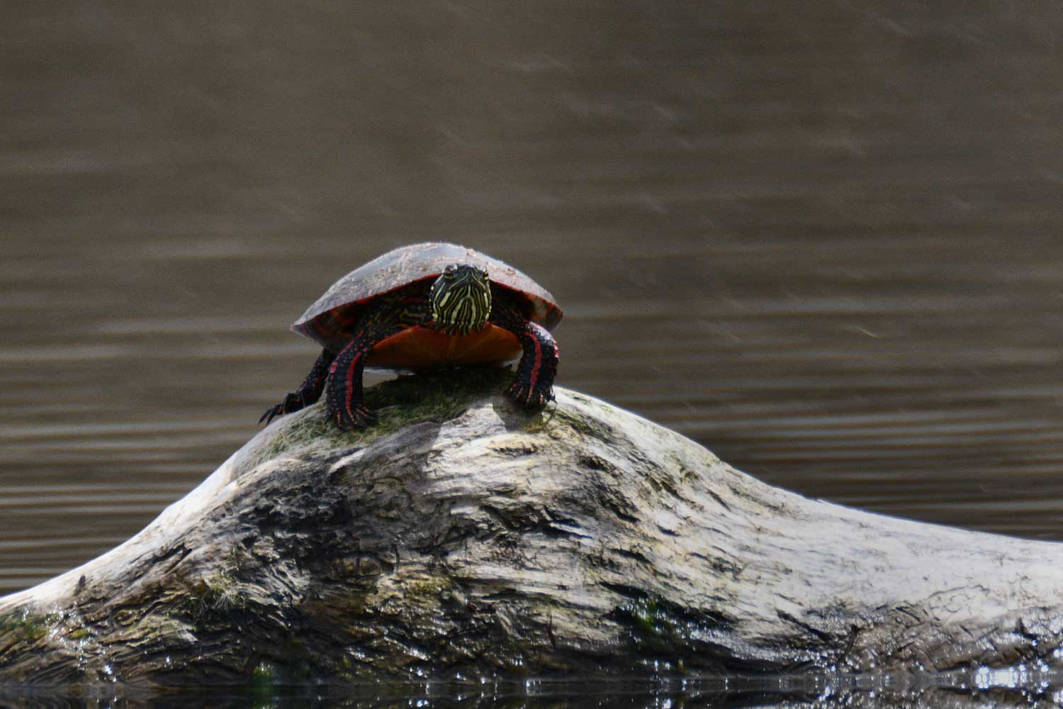 A painted turtle perched on a log in the water.