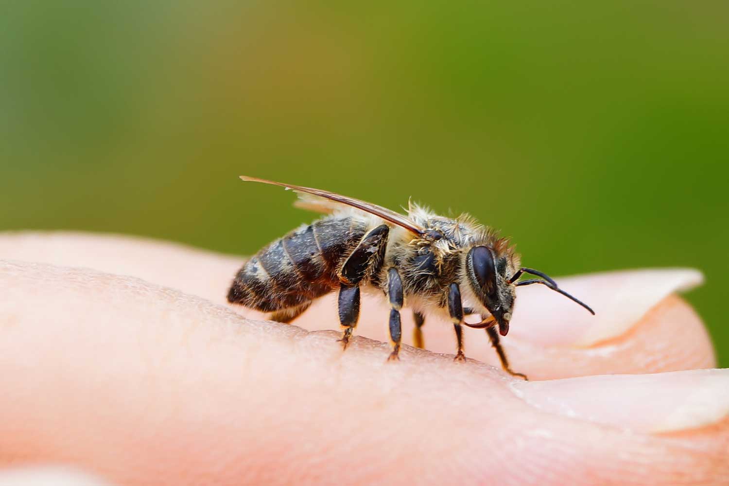 Do Some Native Bees Sting? Understanding the Buzz About Stinging Bees