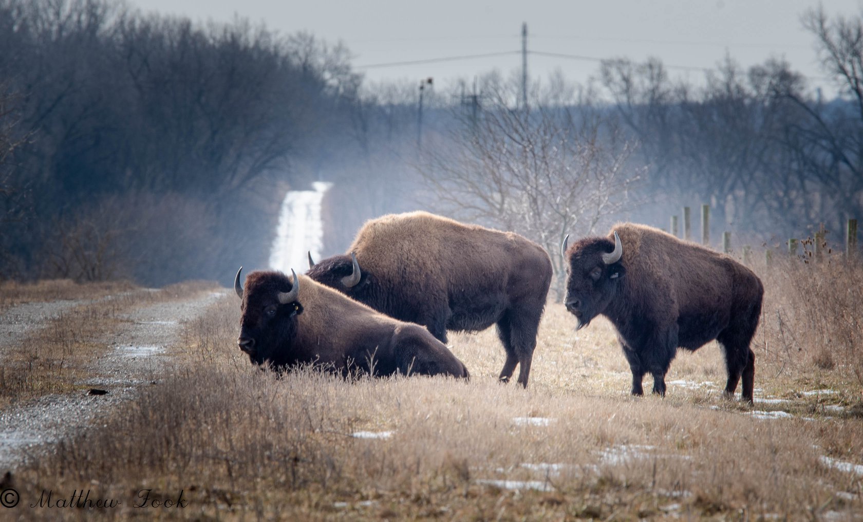 Three bison at Midewin National Tallgrass Prairie.