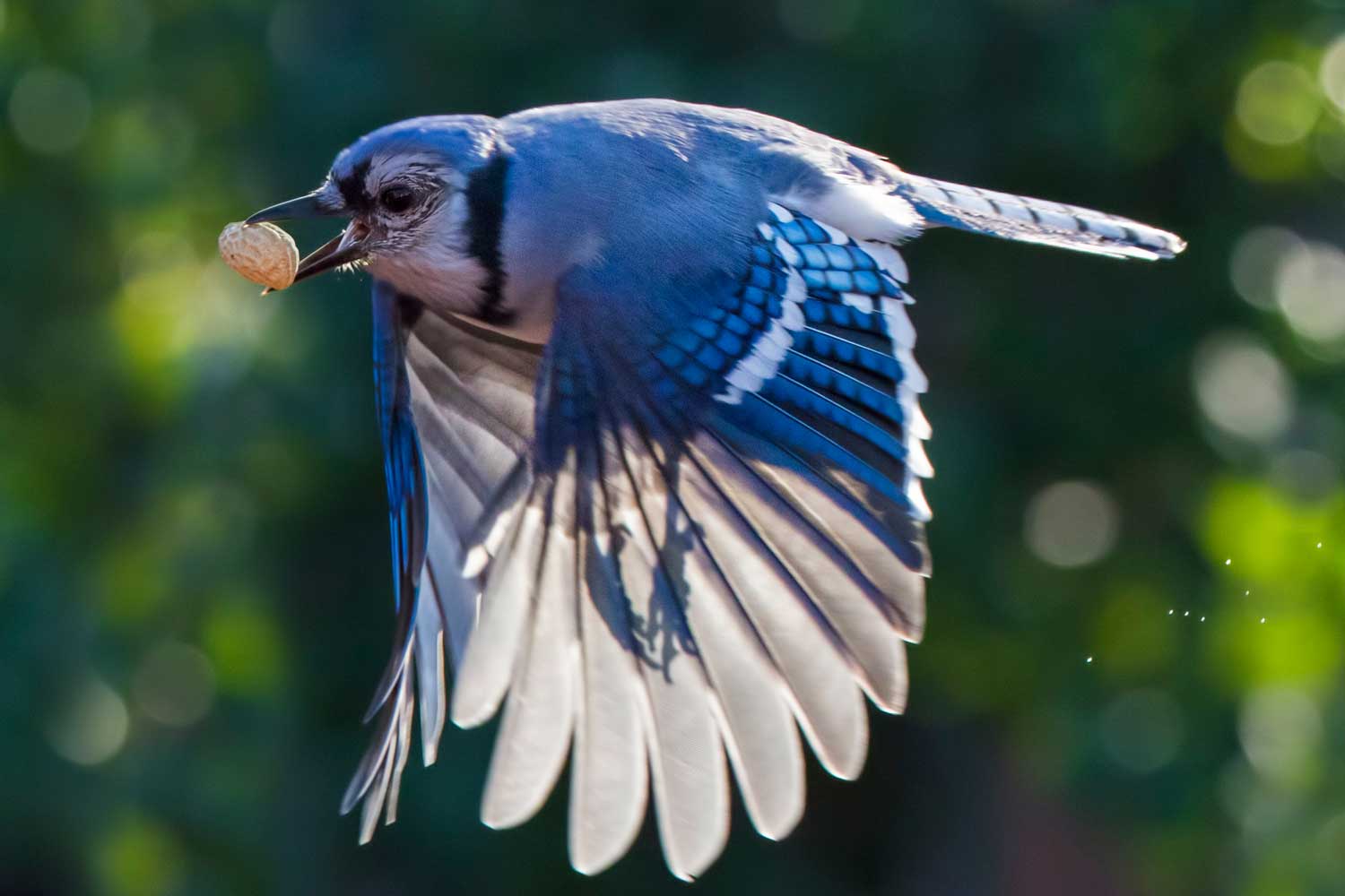 Not all blue birds are bluebirds: Learn the difference between our blue ...