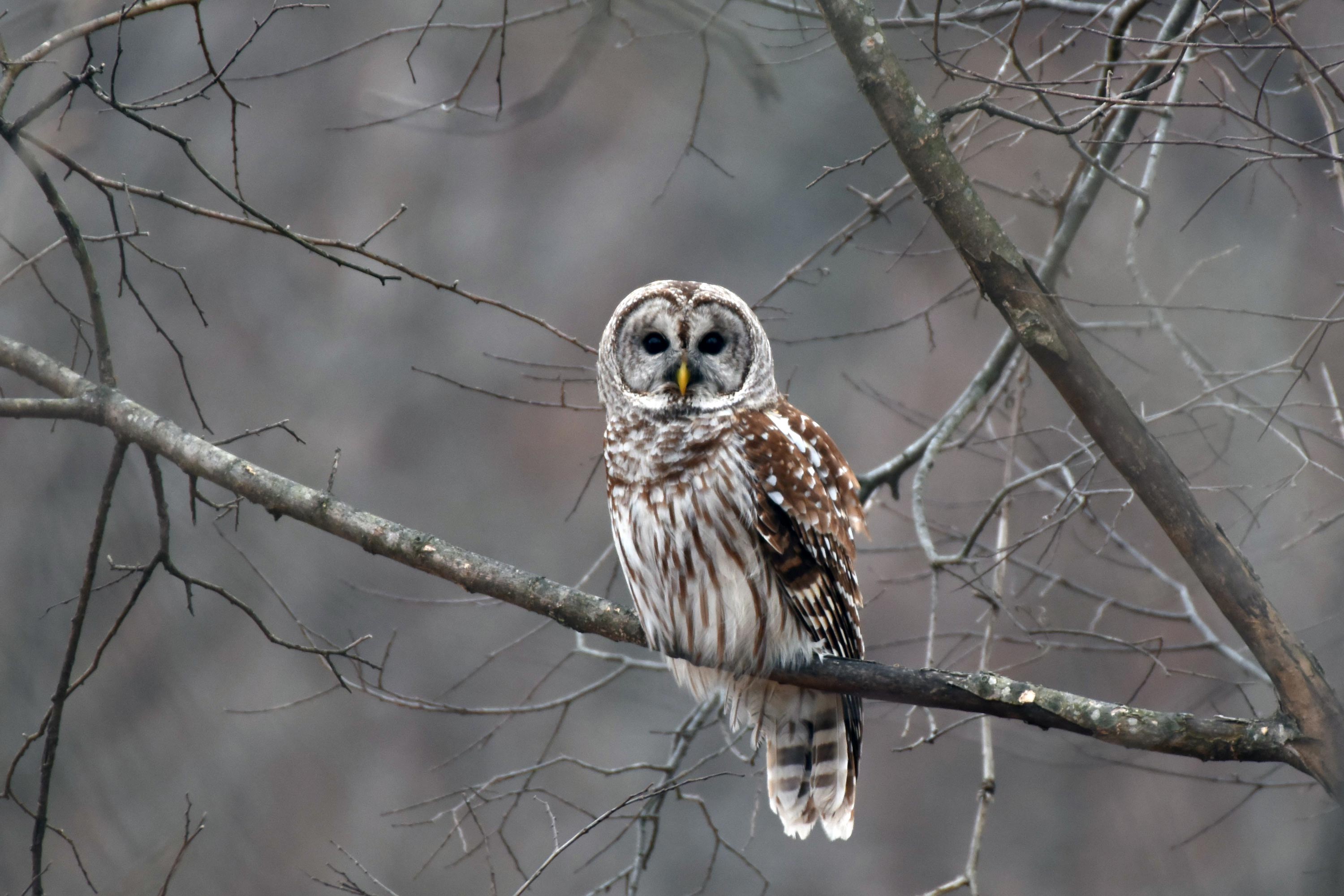 A barred owl on a branch.