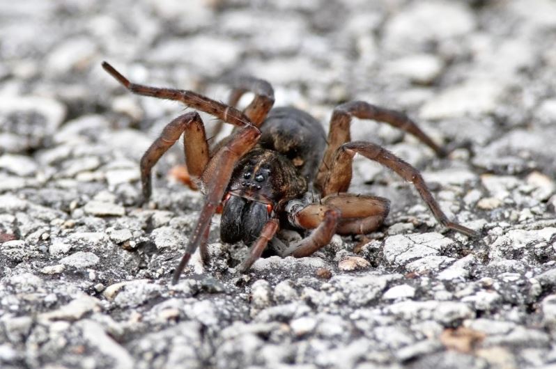 Why the spider scare stories are even more frightening than the real thing