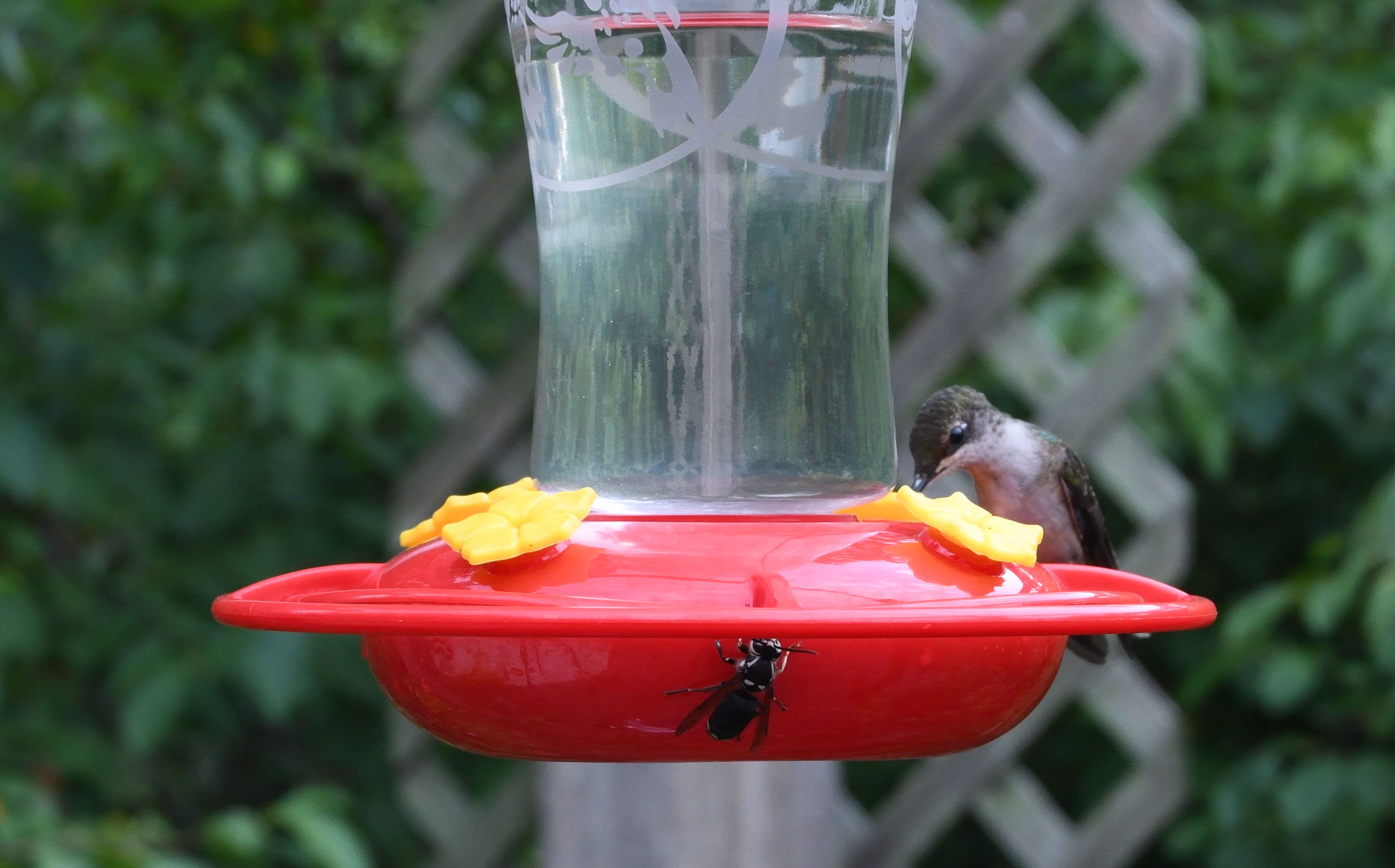 bees on my hummingbird feeder