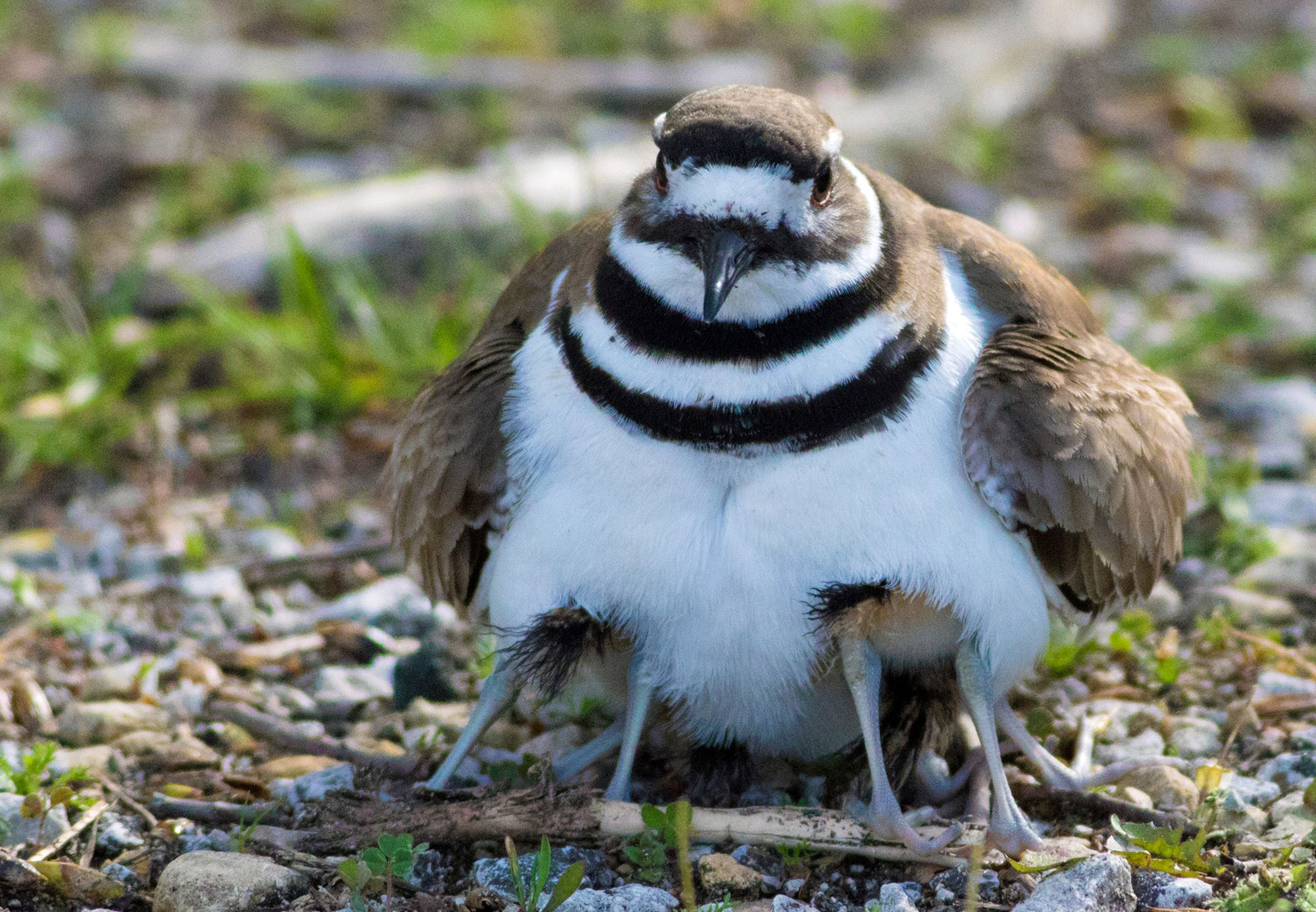 Myth Buster Mother Birds Won T Reject Their Babies If You Touch Them Forest Preserve District Of Will County