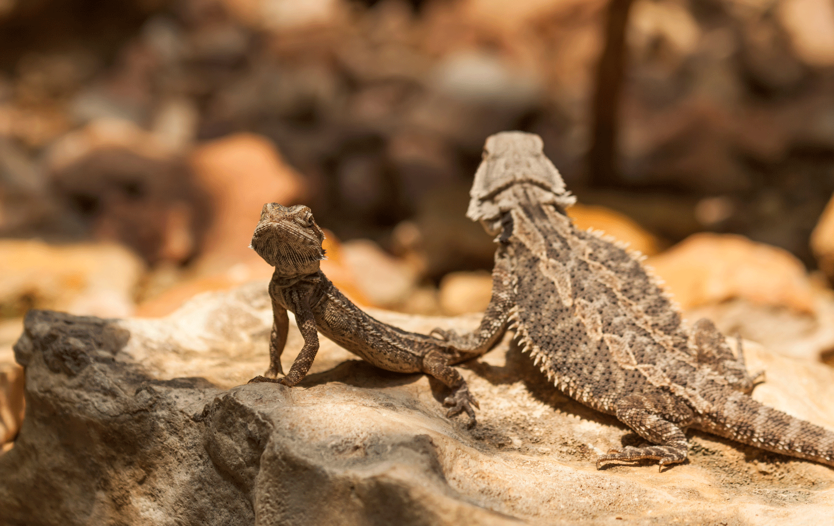 Two greater short horned lizards - one looking at the camera - on a rock.