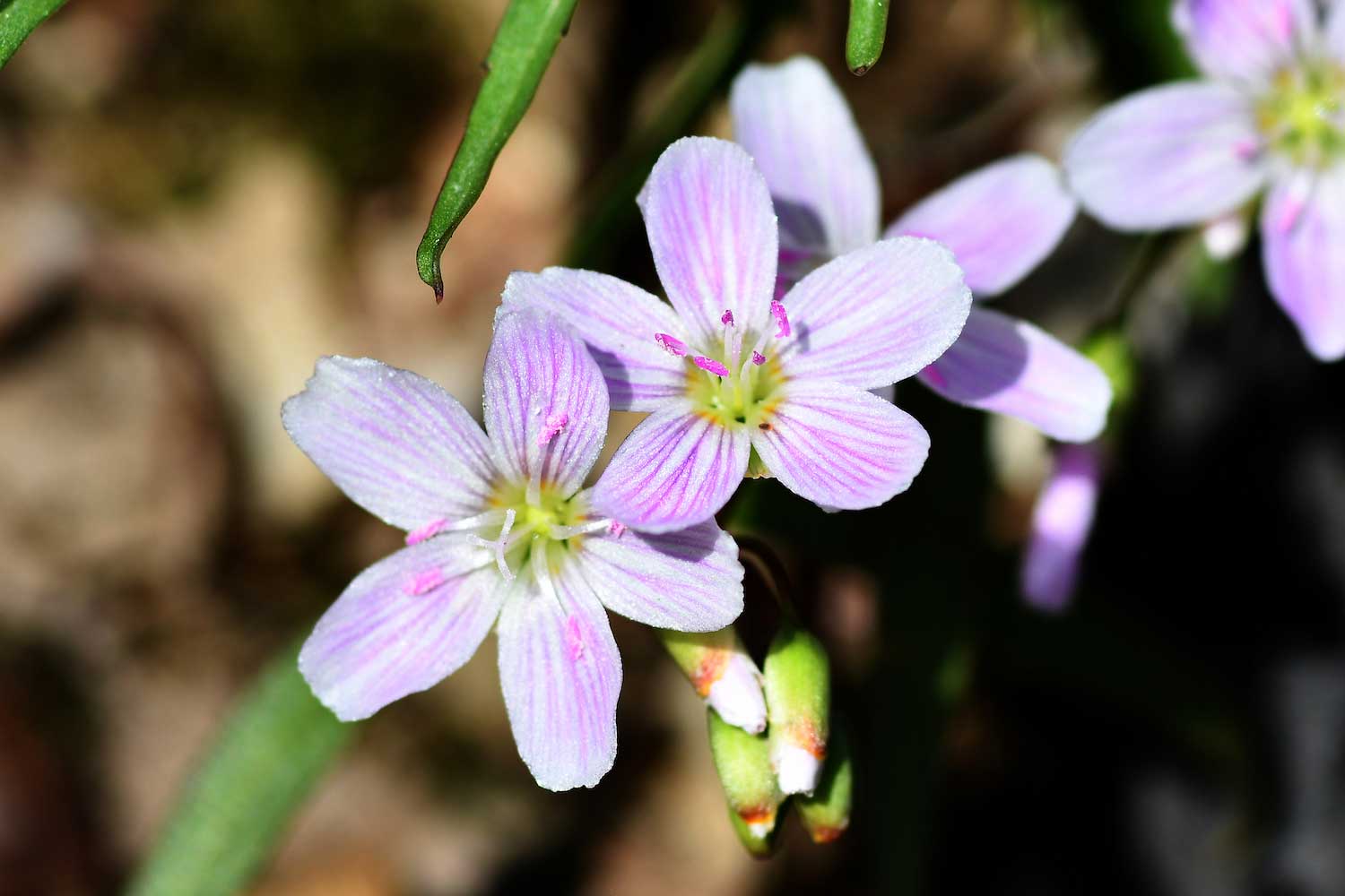 A closeup of a cluster of pale pink spring beauty blooms.