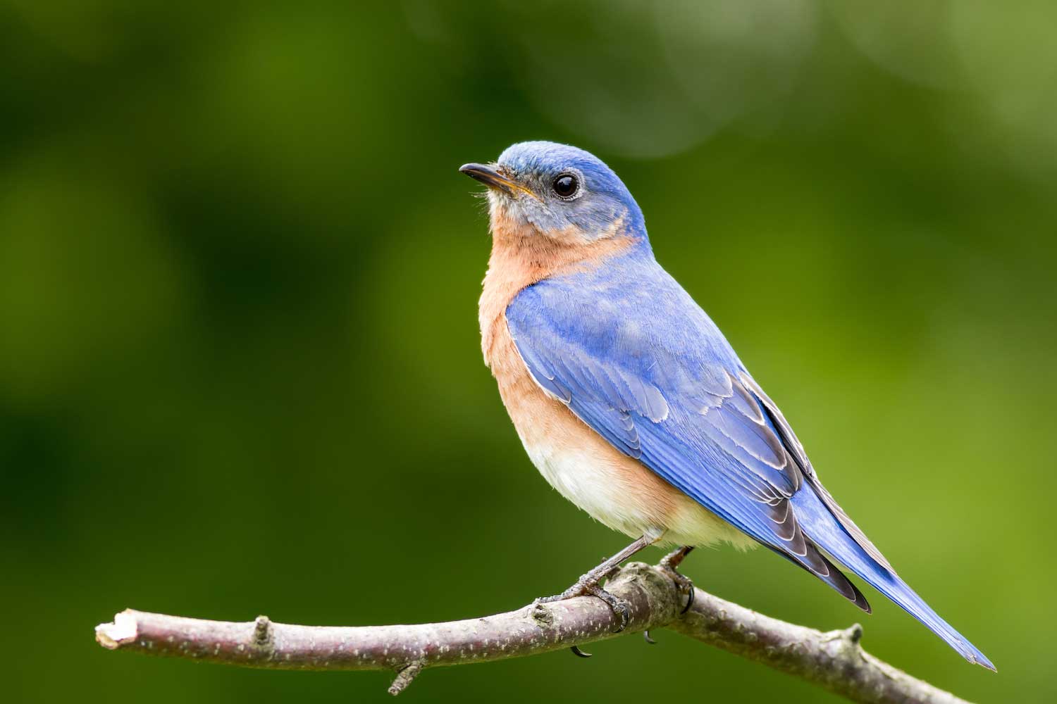 Not all blue birds are bluebirds: Learn the difference between our blue-hued  birds | Forest Preserve District of Will County