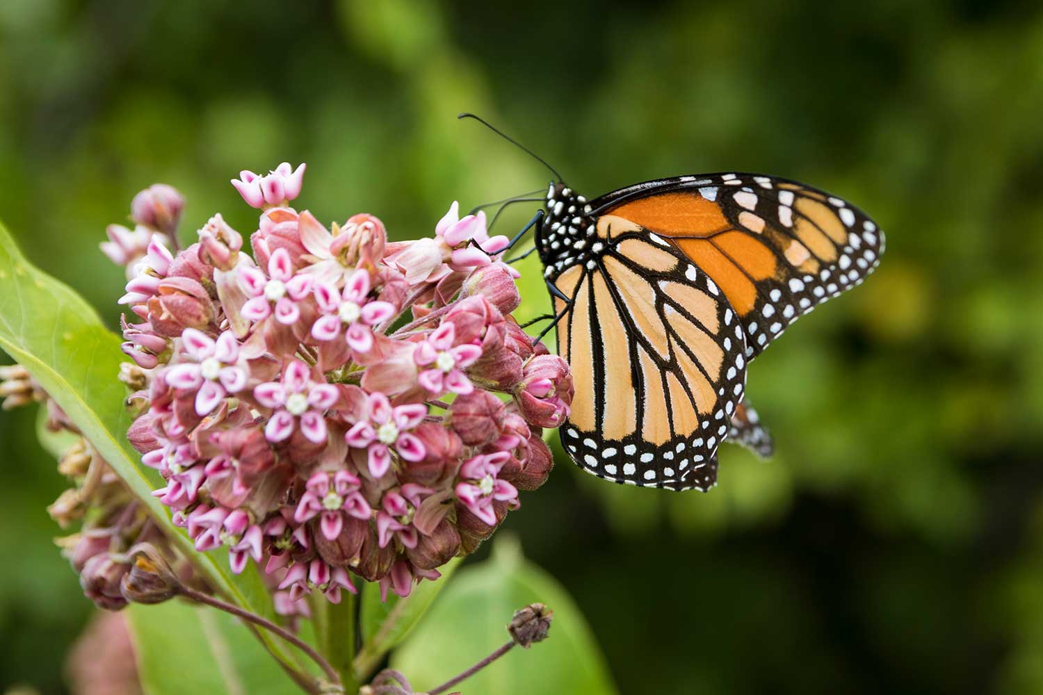 A monarch butterfly at rest atop a common milkweed bloom.