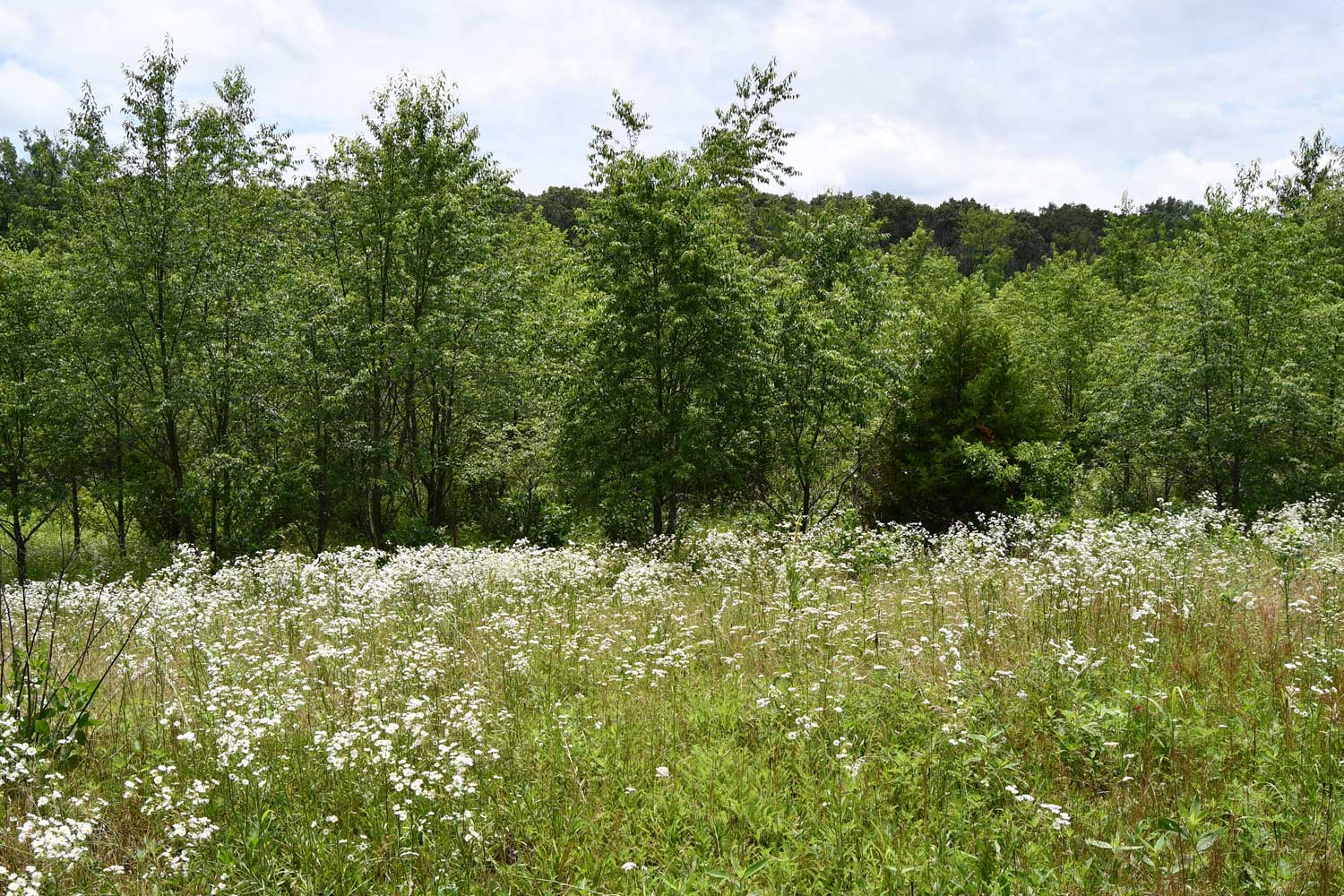 Daisy fleabane flower blooms in front of trees.