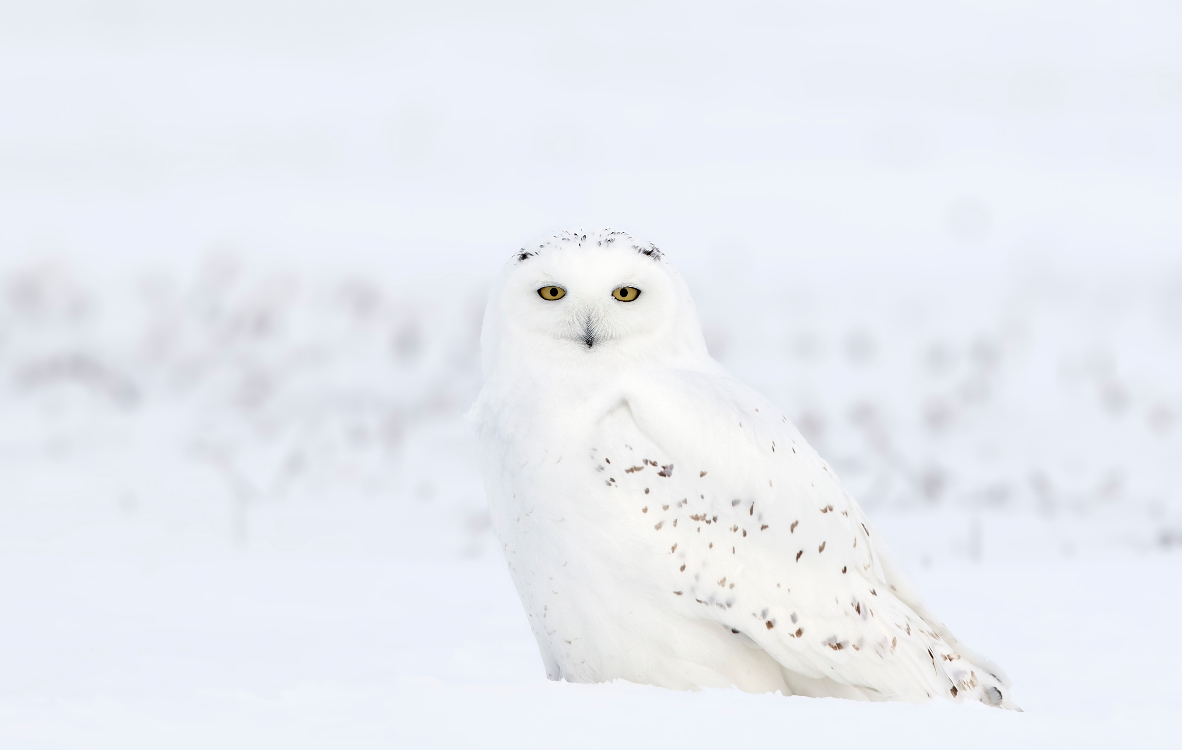 A snowy owl blending in with a snow-covered field.