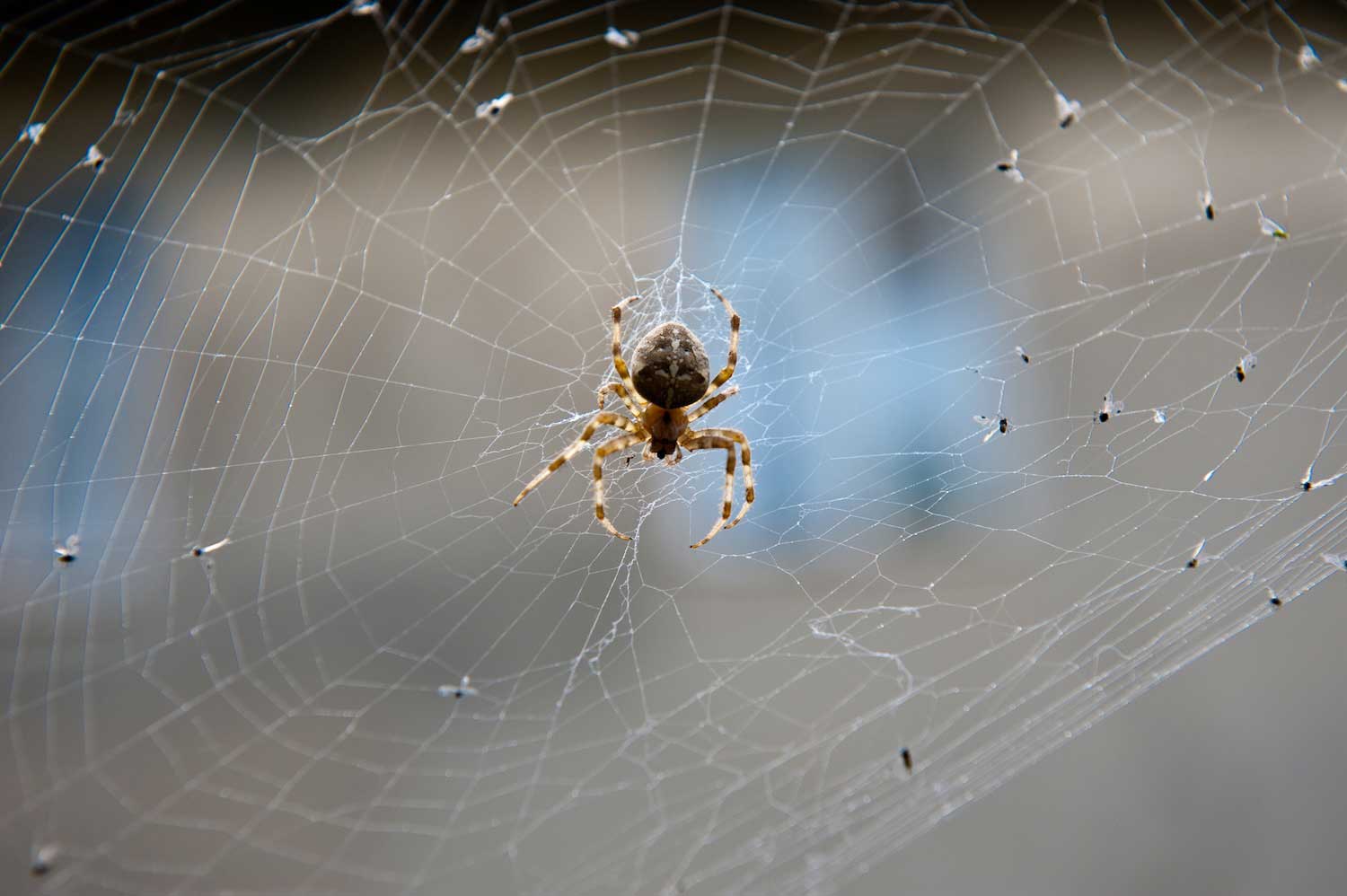 https://www.reconnectwithnature.org/getmedia/cd7f767a-dca1-419c-b4b9-5c00a2f4914c/Spider-in-web-with-bugs-Shutterstock.jpg?width=1500&height=998&ext=.jpg