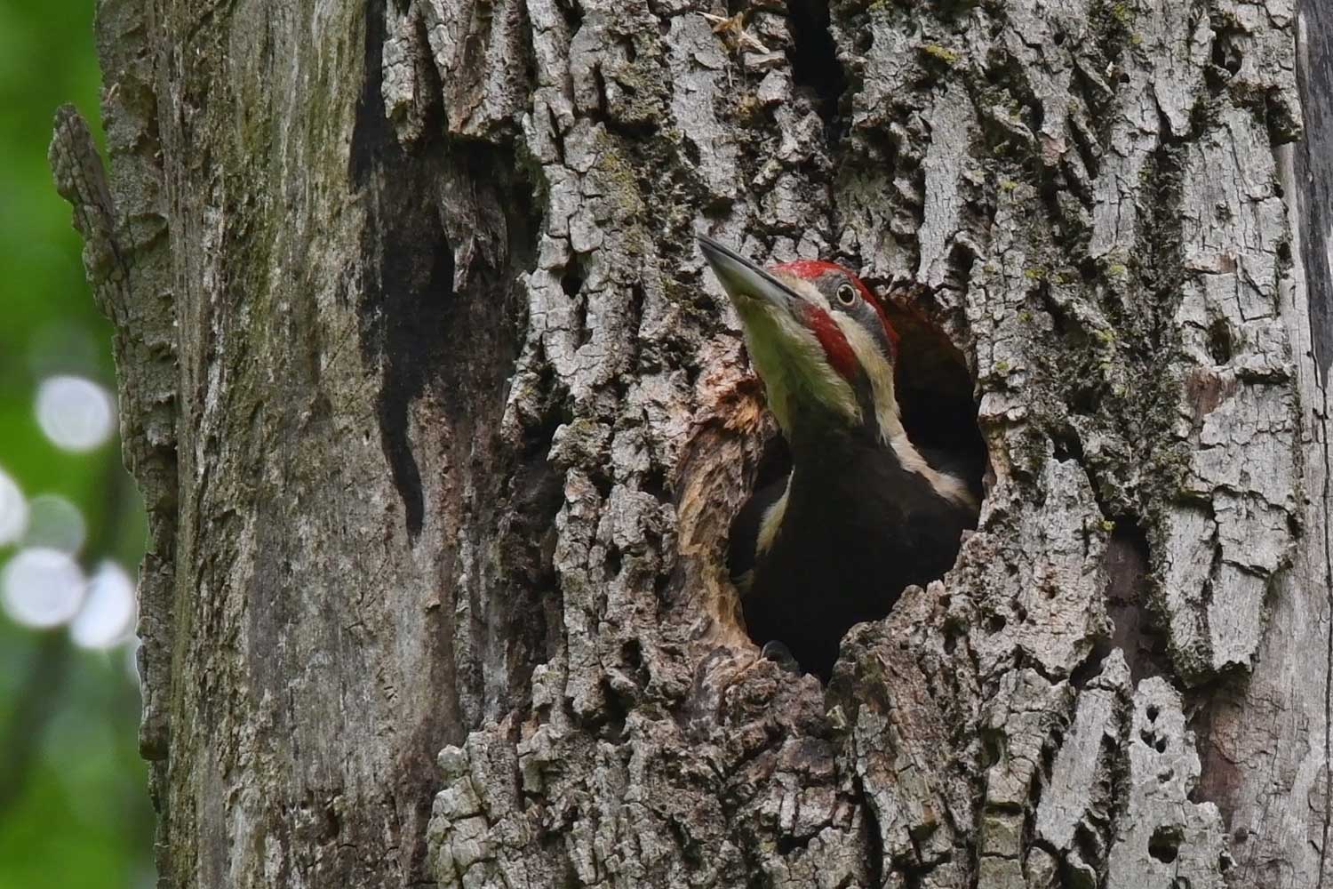 A pileated woodpecker sticking its head out of a tree cavity.