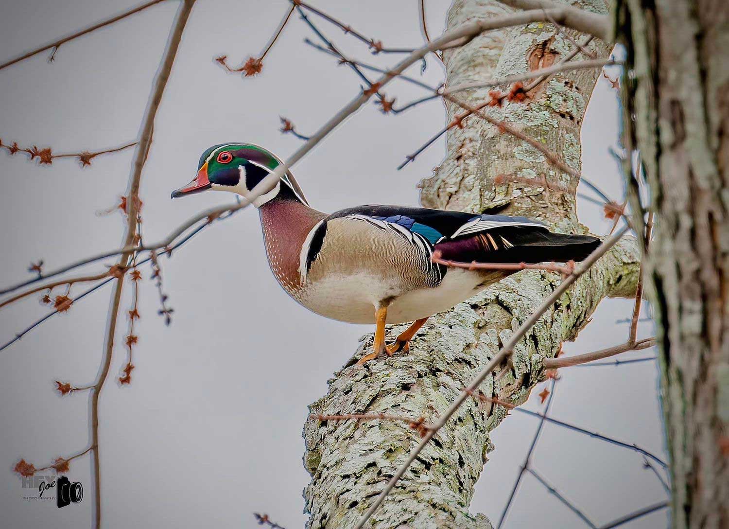 A male wood duck standing on a tree branch.