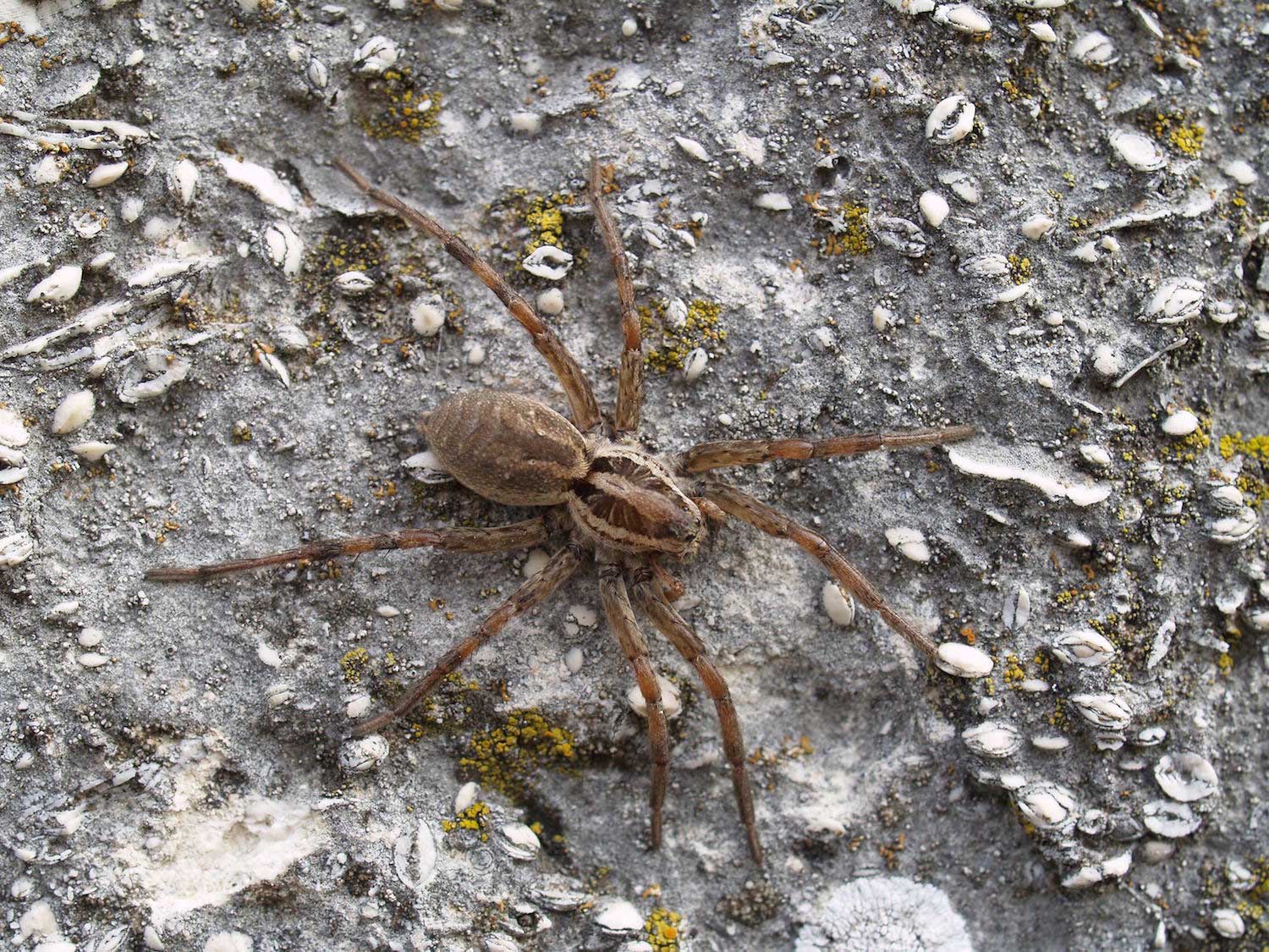 A wolf spider on the rocky ground.