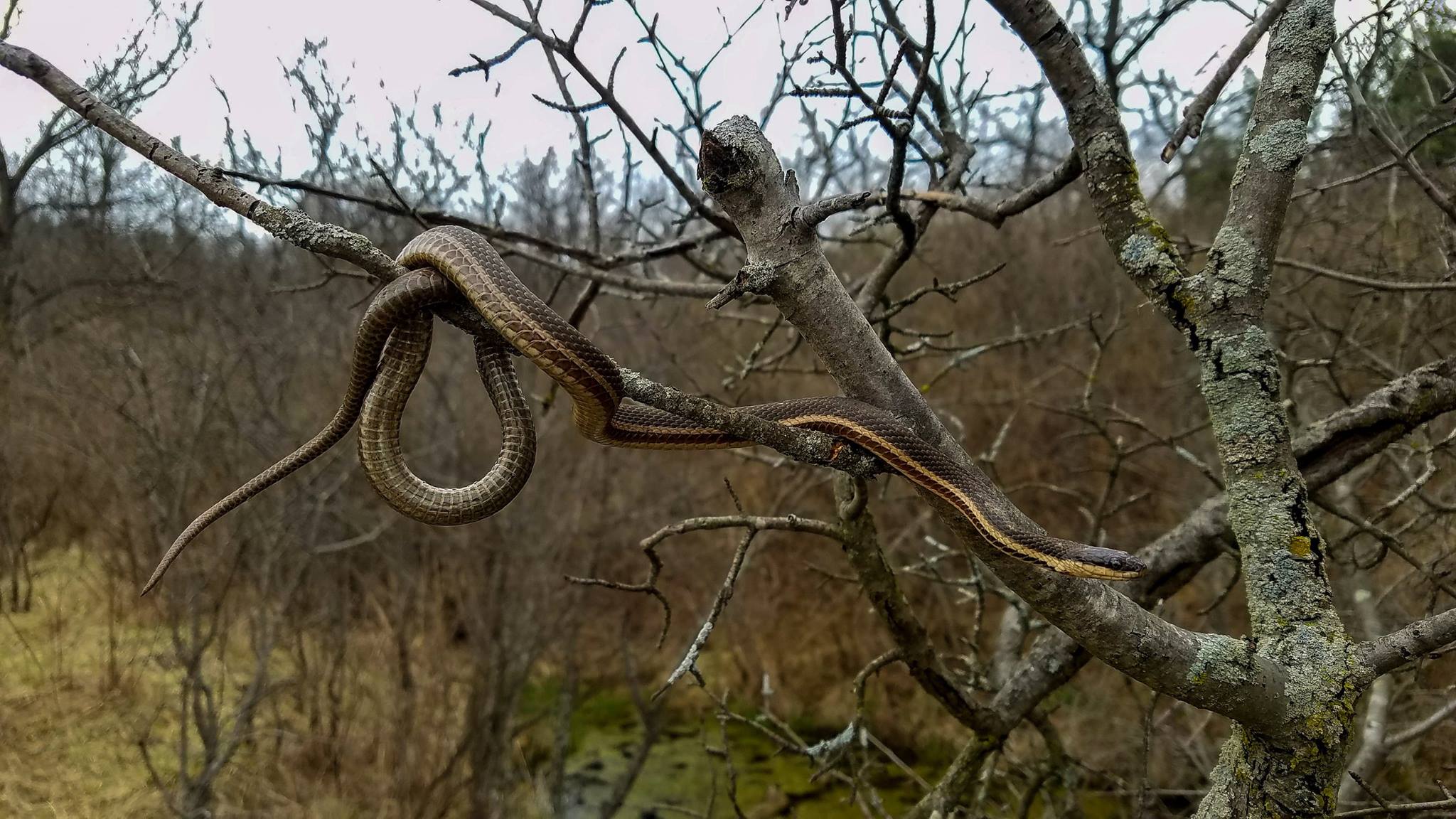 Wonderfully Wild Snakes Of Will County Forest Preserve District