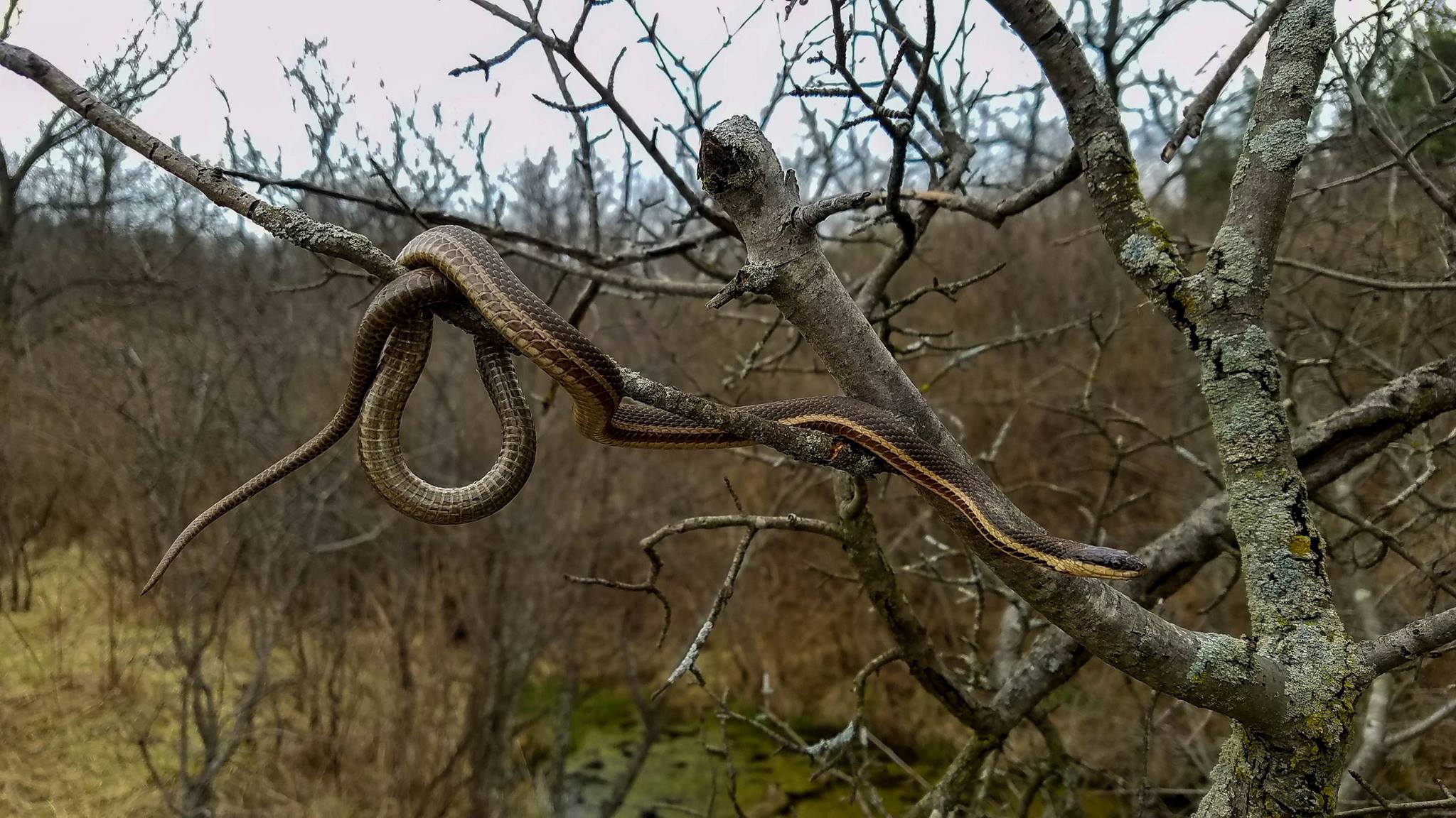 A queen snake in a tree.