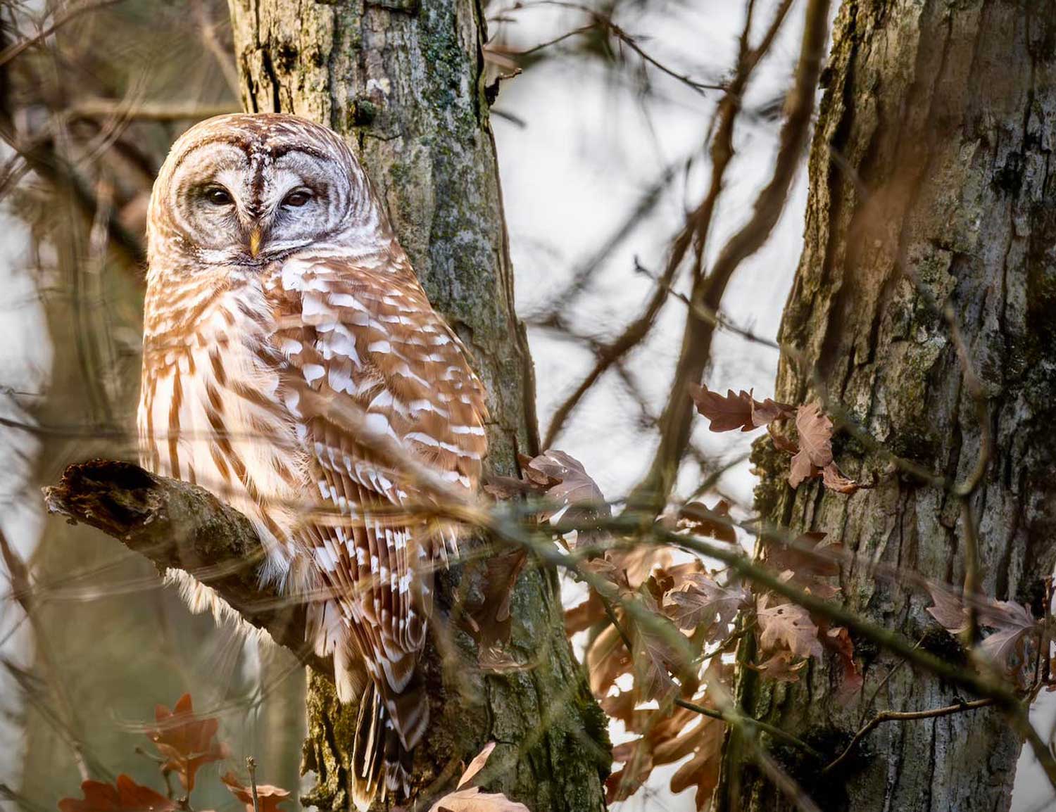 A barred owl perched on a branch next to a tree trunk surrounded by other bare tree branches and twigs.